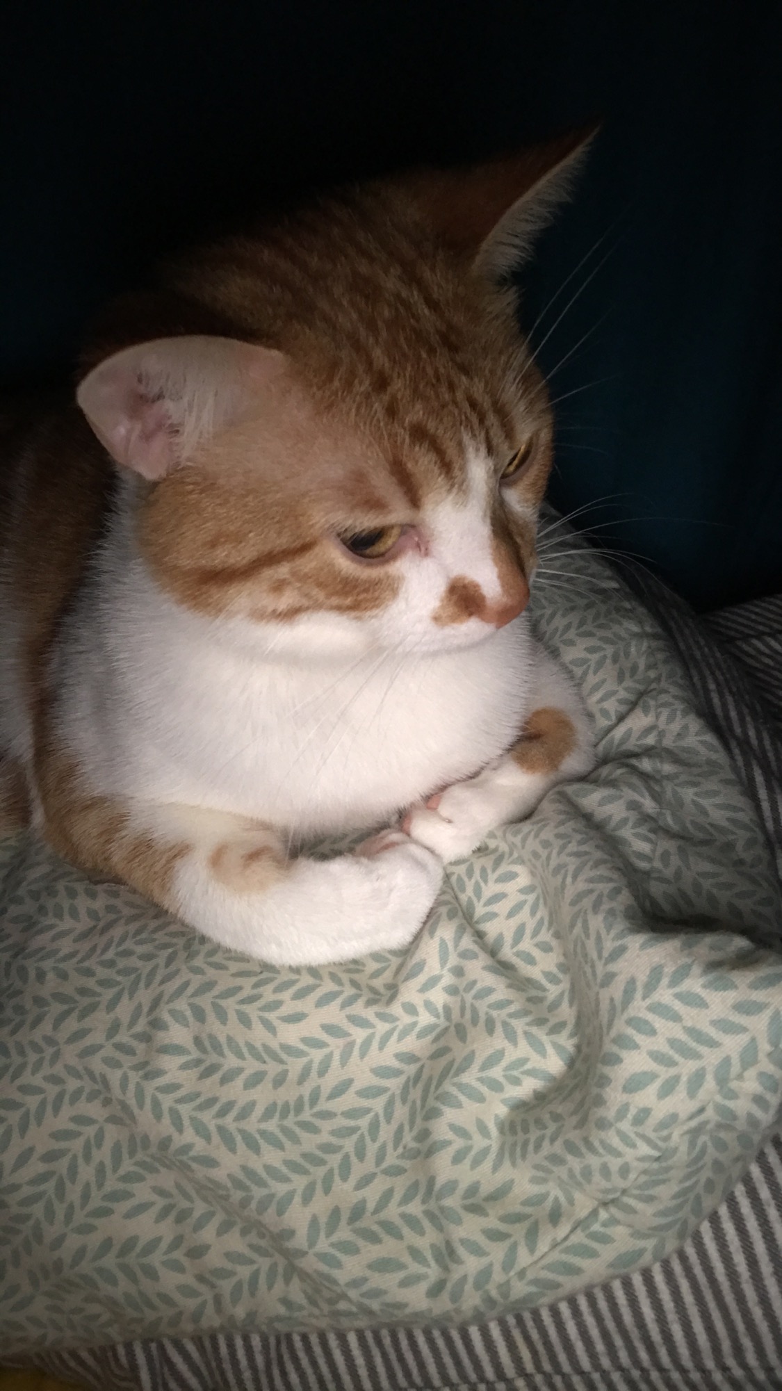/lostandfound/images/lnfpets/original/21260_thumb_one.jpeg