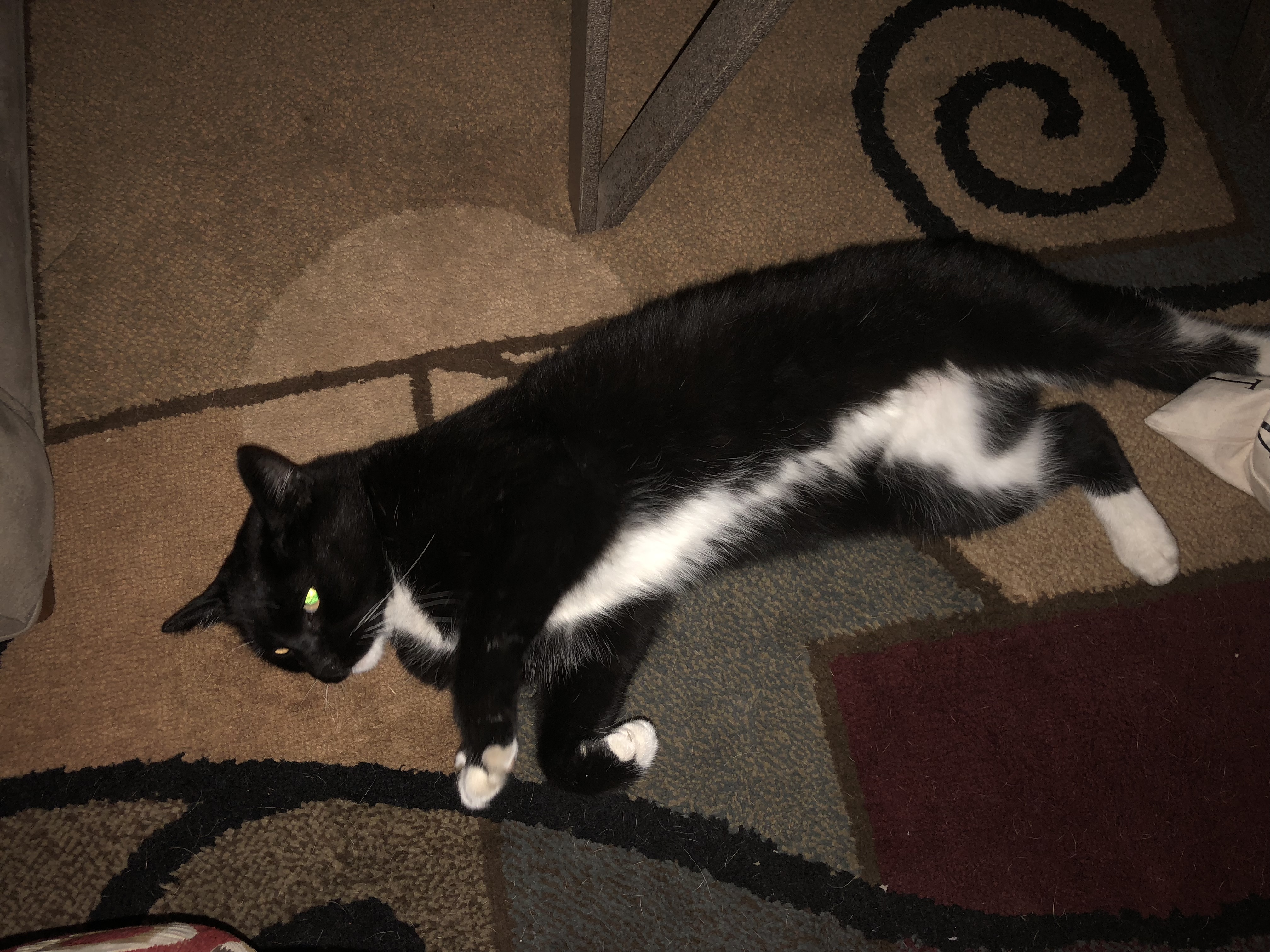 /lostandfound/images/lnfpets/original/21435_thumb_one.jpeg