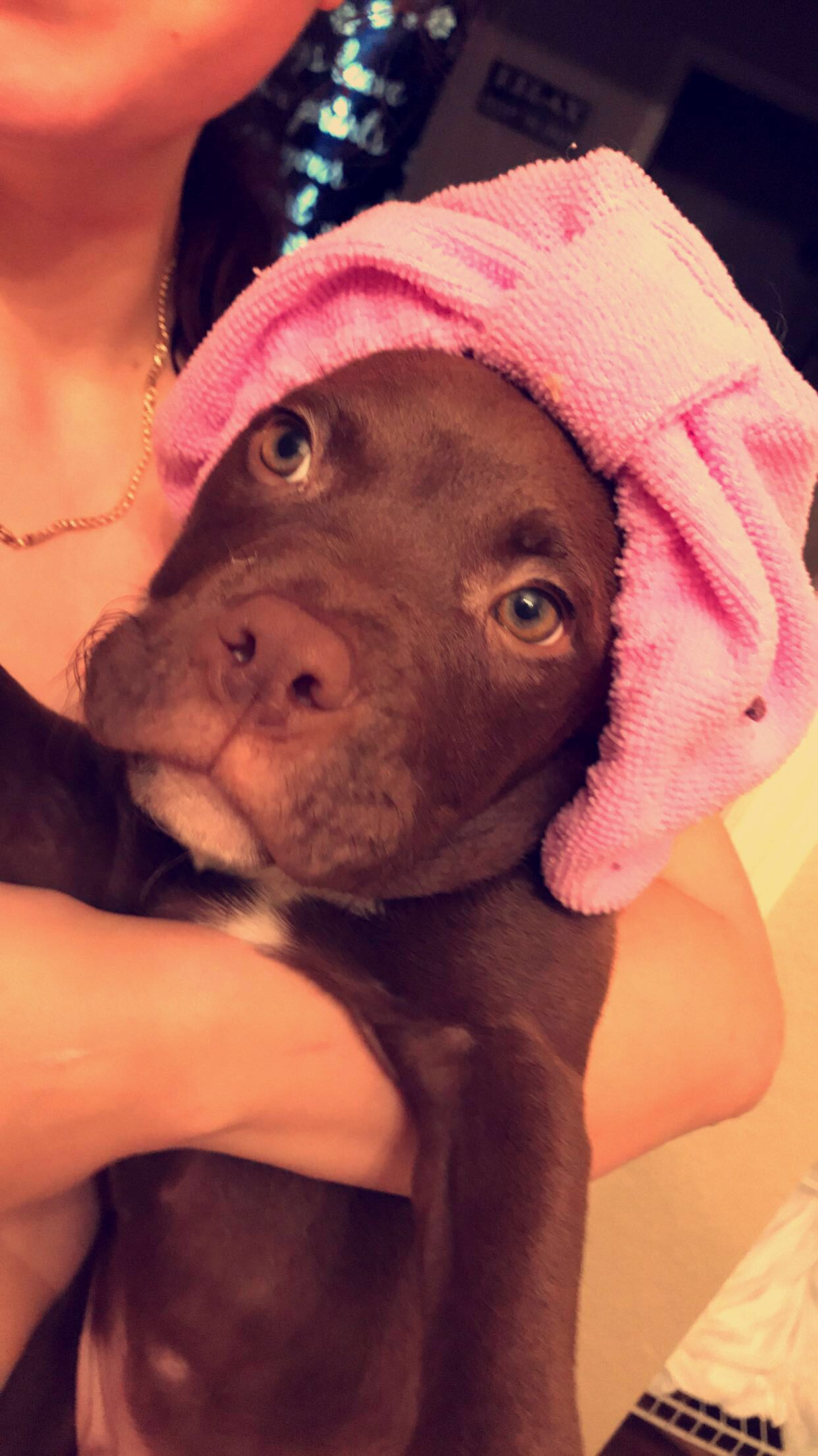 /lostandfound/images/lnfpets/original/21548_thumb_one.jpeg