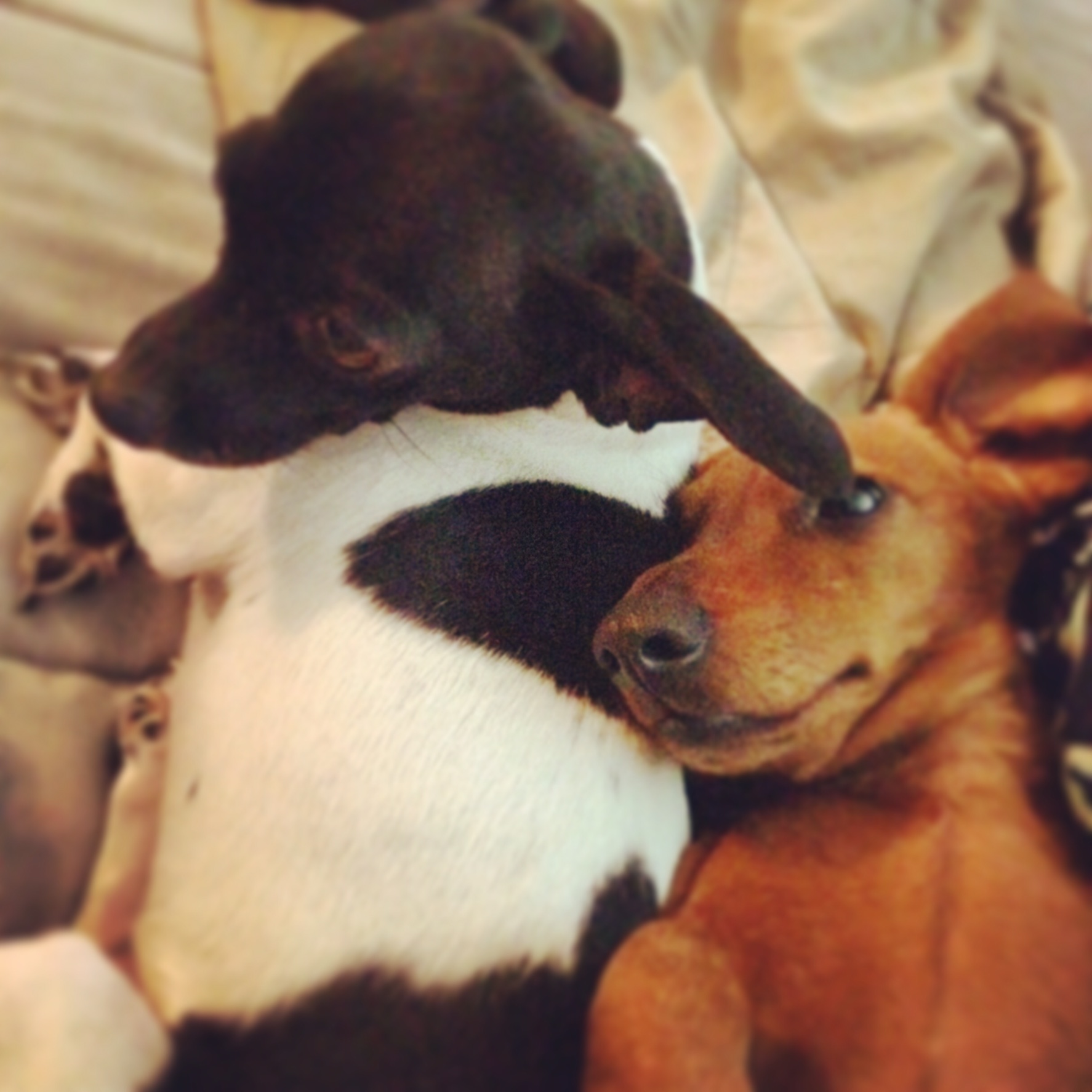 /lostandfound/images/lnfpets/original/21584_thumb_one.jpeg