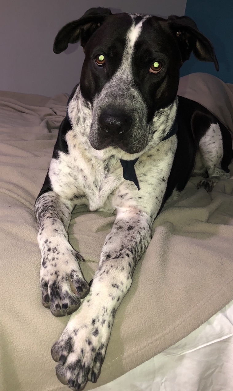 /lostandfound/images/lnfpets/original/21589_48559_9BC23A94-27C8-44AD-A844-BAA5D75D655E.jpeg
