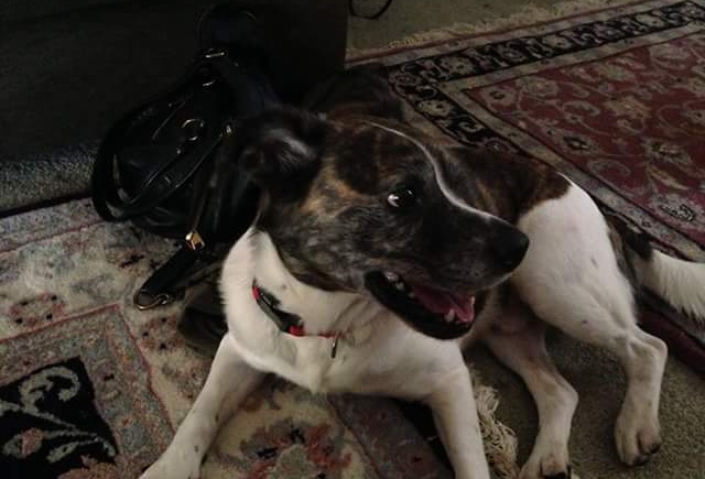 /lostandfound/images/lnfpets/original/21602_thumb_one.jpeg