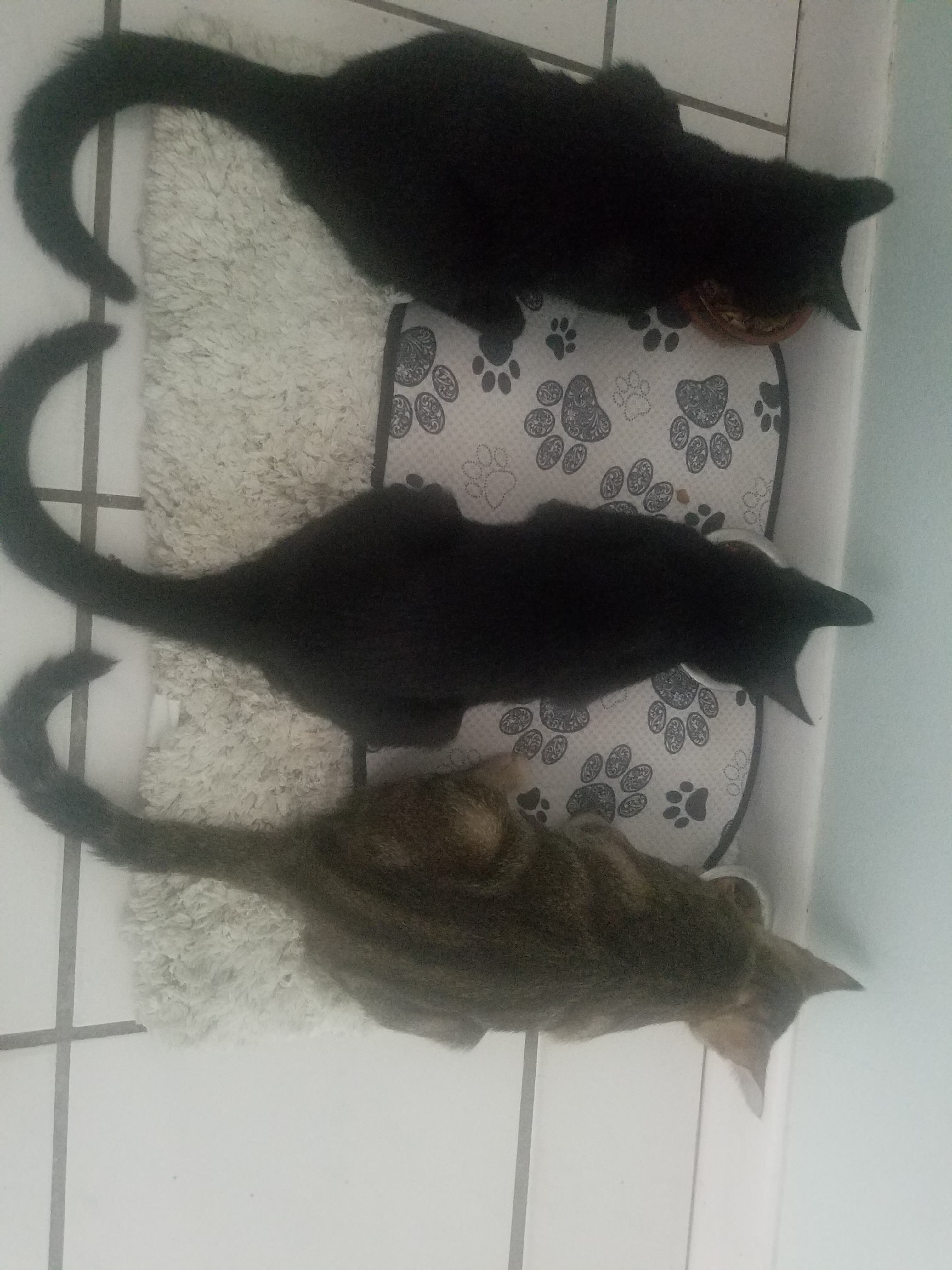 /lostandfound/images/lnfpets/original/21611_thumb_one.jpg