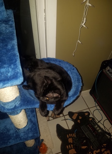 /lostandfound/images/lnfpets/original/21614_thumb_one.jpg