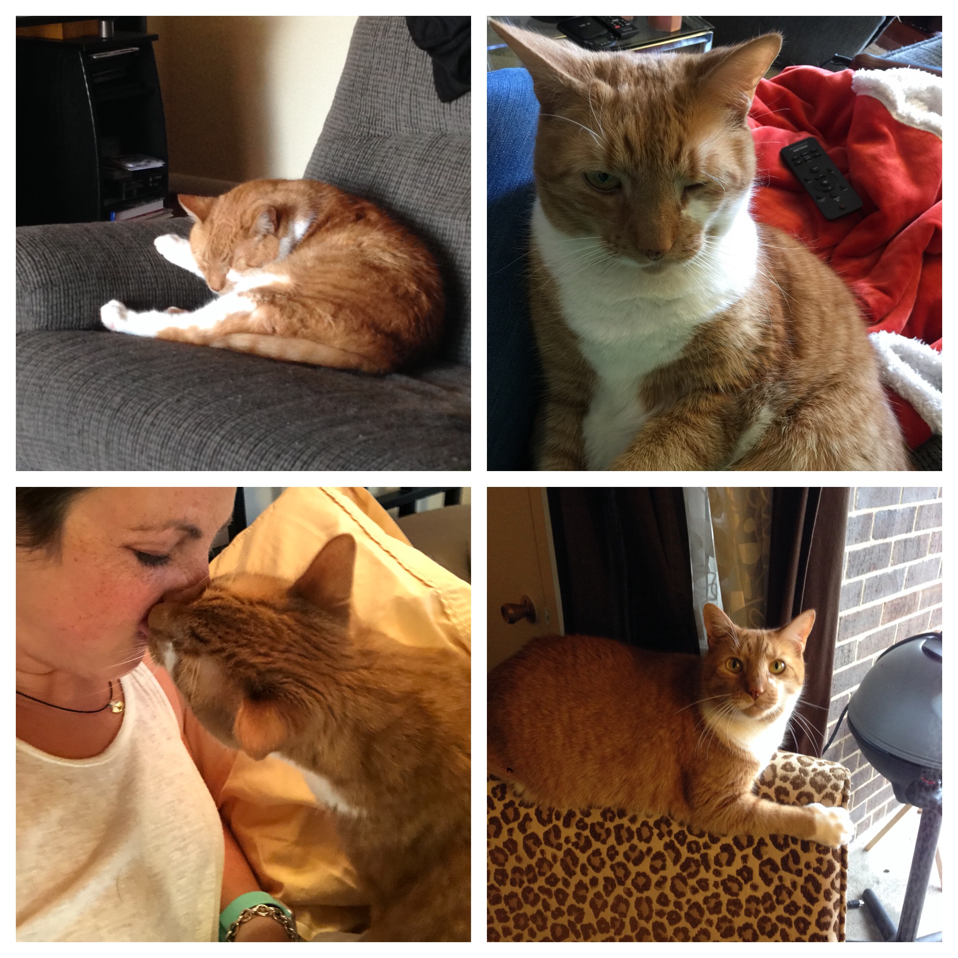 /lostandfound/images/lnfpets/original/21634_37956_9B22AE18-DF4D-4F3A-B266-4AE3D22837A2.jpeg
