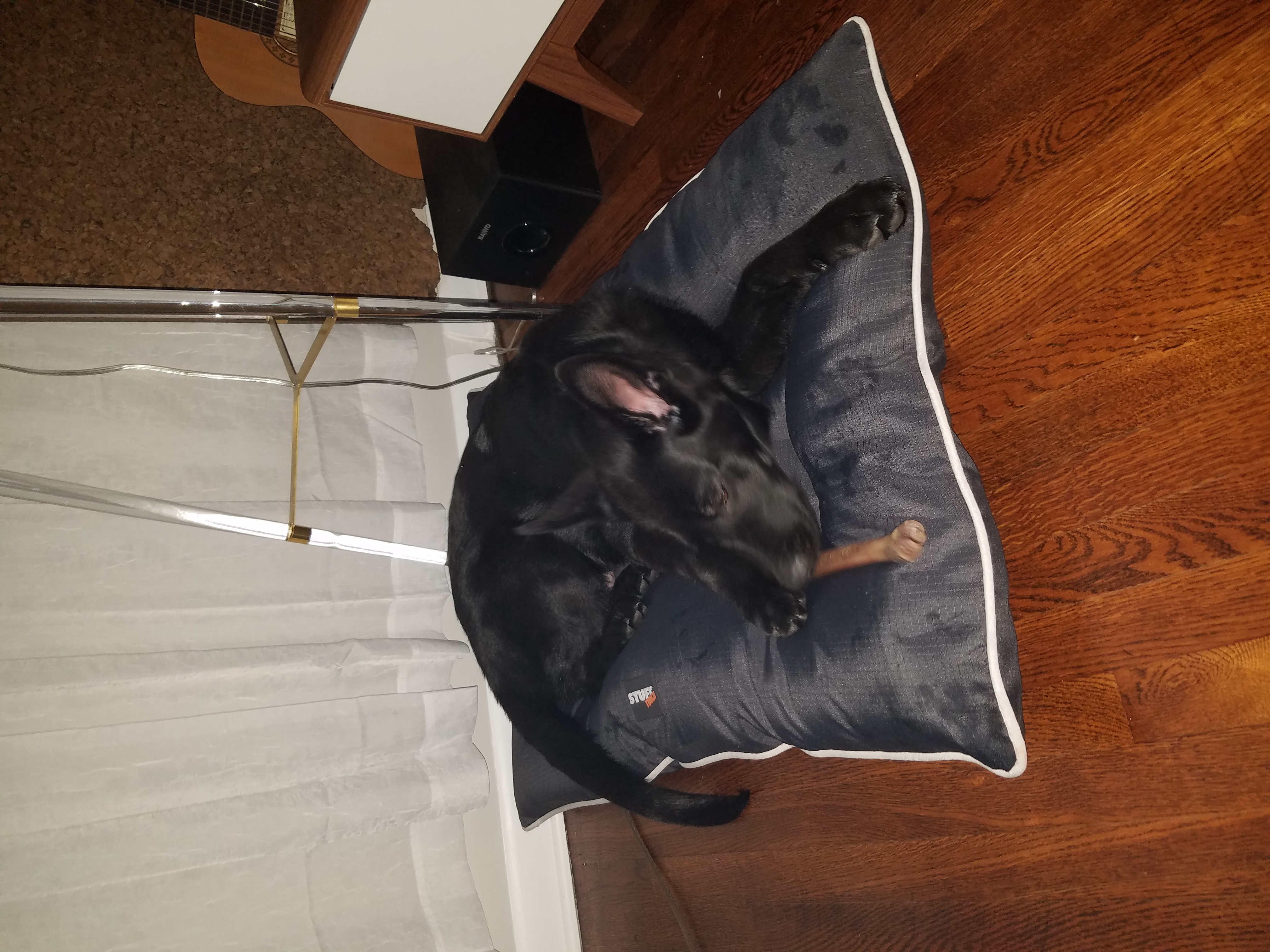 /lostandfound/images/lnfpets/original/21639_thumb_one.jpg