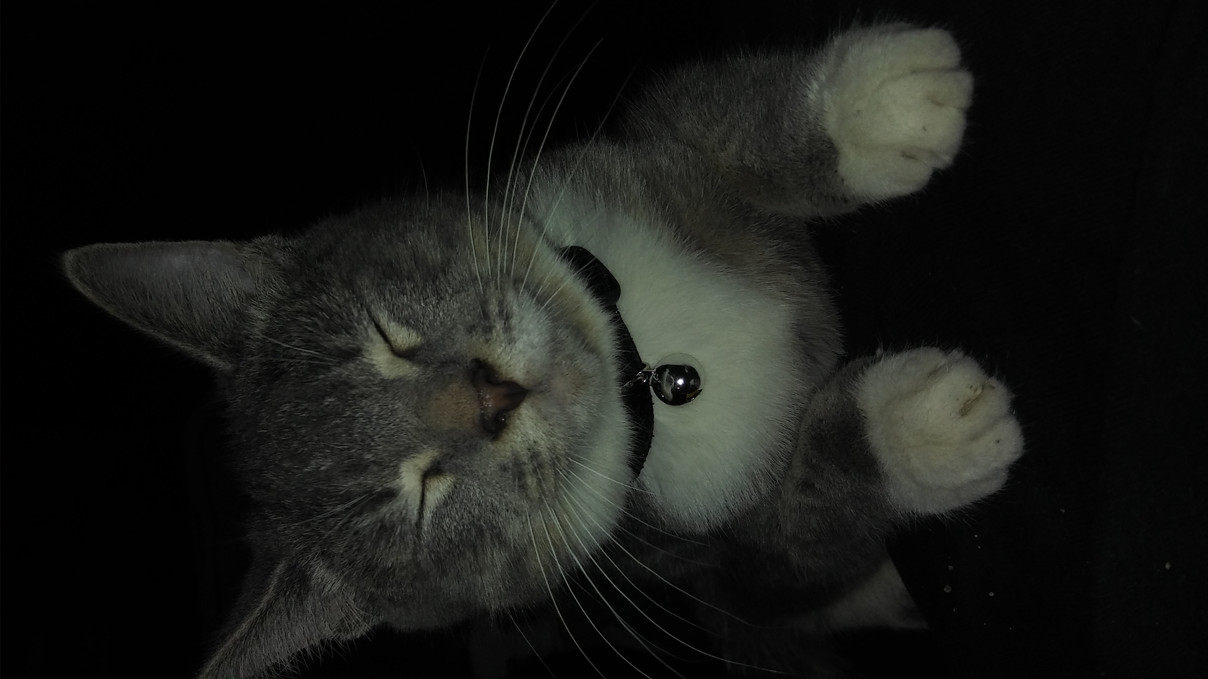 /lostandfound/images/lnfpets/original/21652_thumb_one.jpg