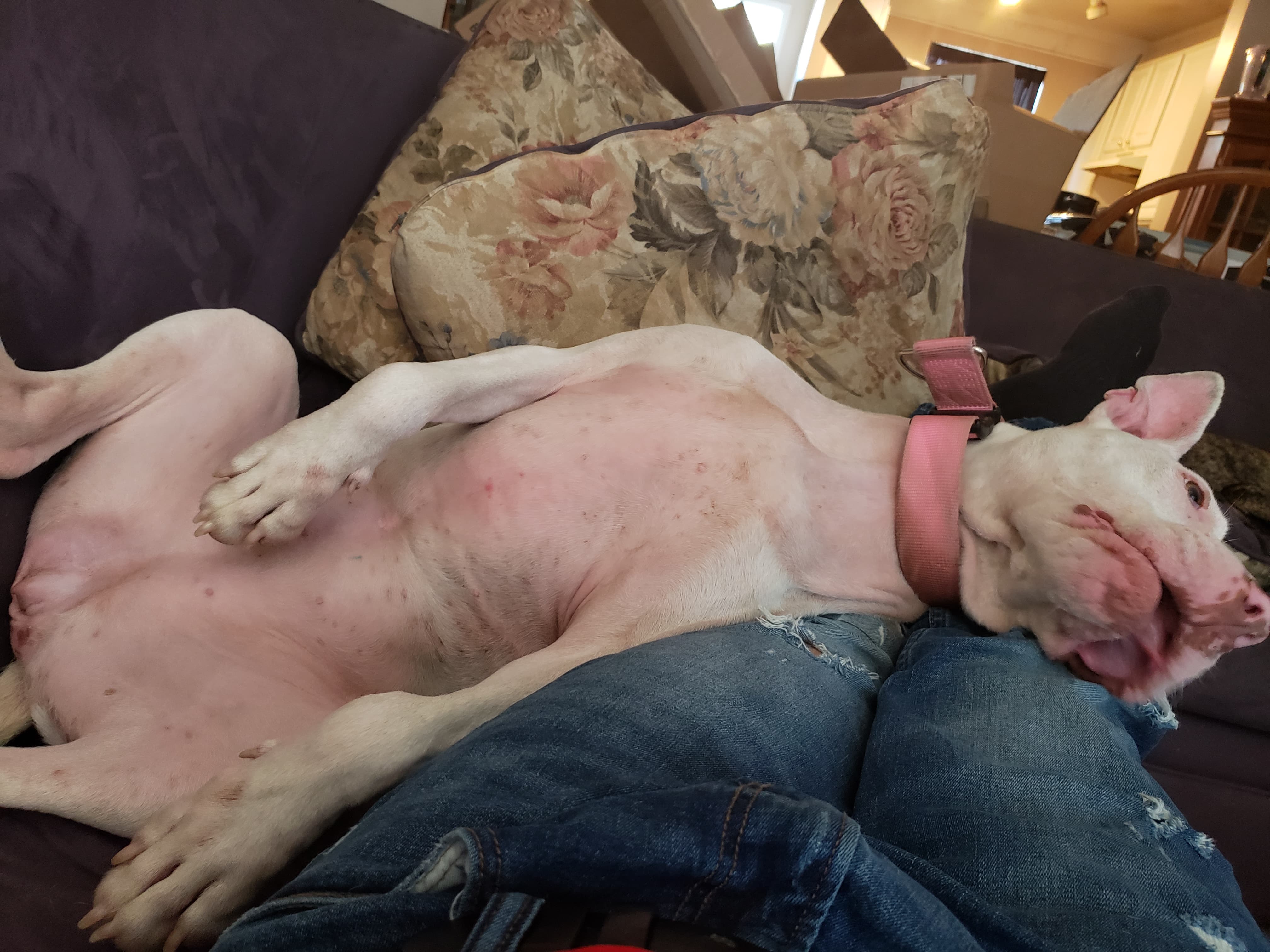 /lostandfound/images/lnfpets/original/21702_thumb_one.jpeg