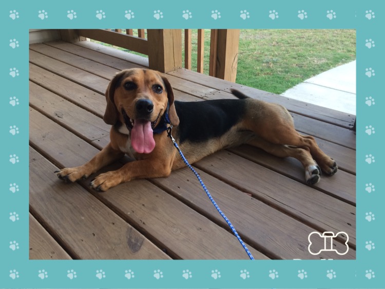 /lostandfound/images/lnfpets/original/21714_39138_CBBAC835-8A17-4792-B56D-AF048CDFD9C8.jpeg