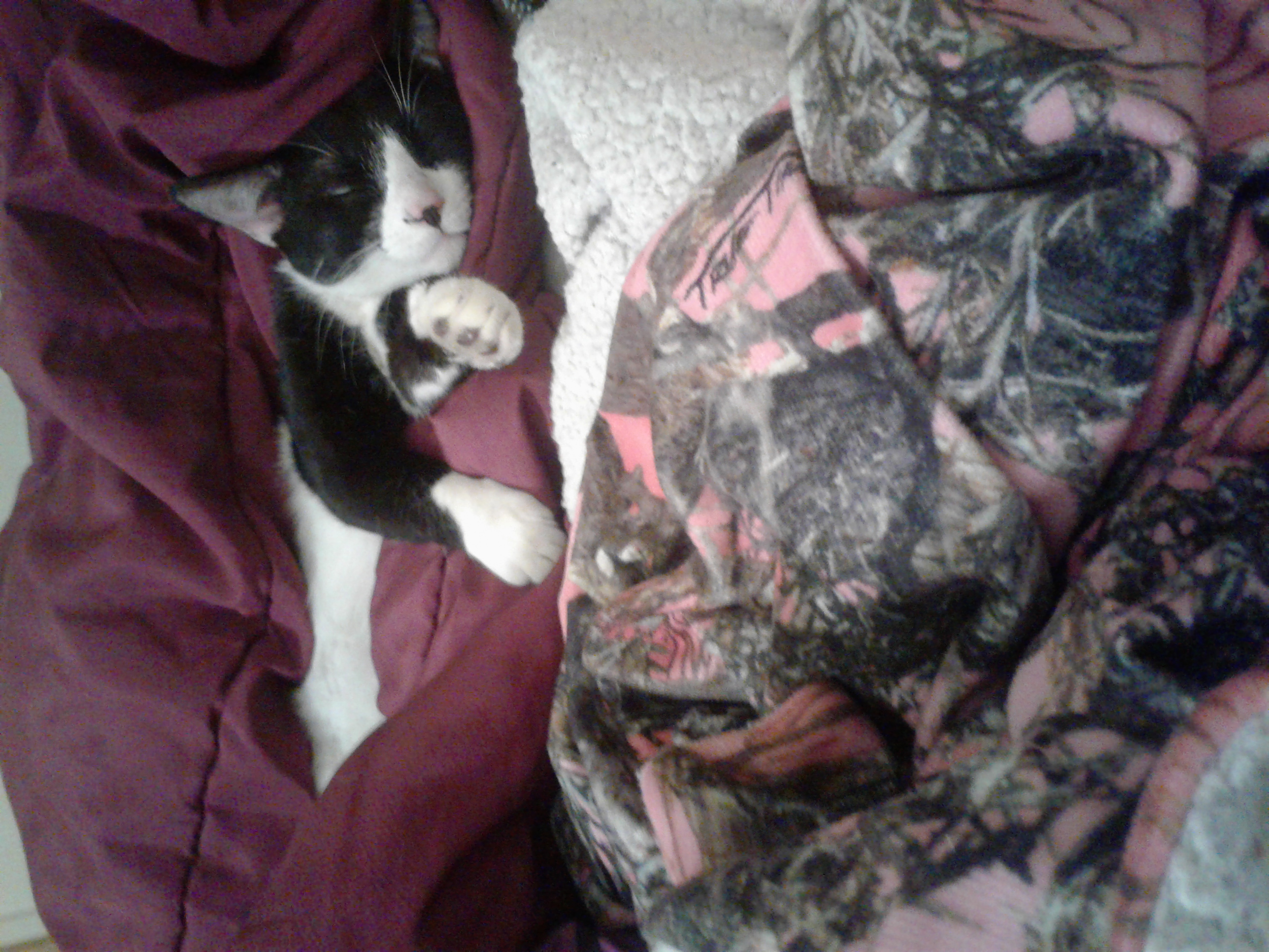 /lostandfound/images/lnfpets/original/21734_thumb_one.jpg
