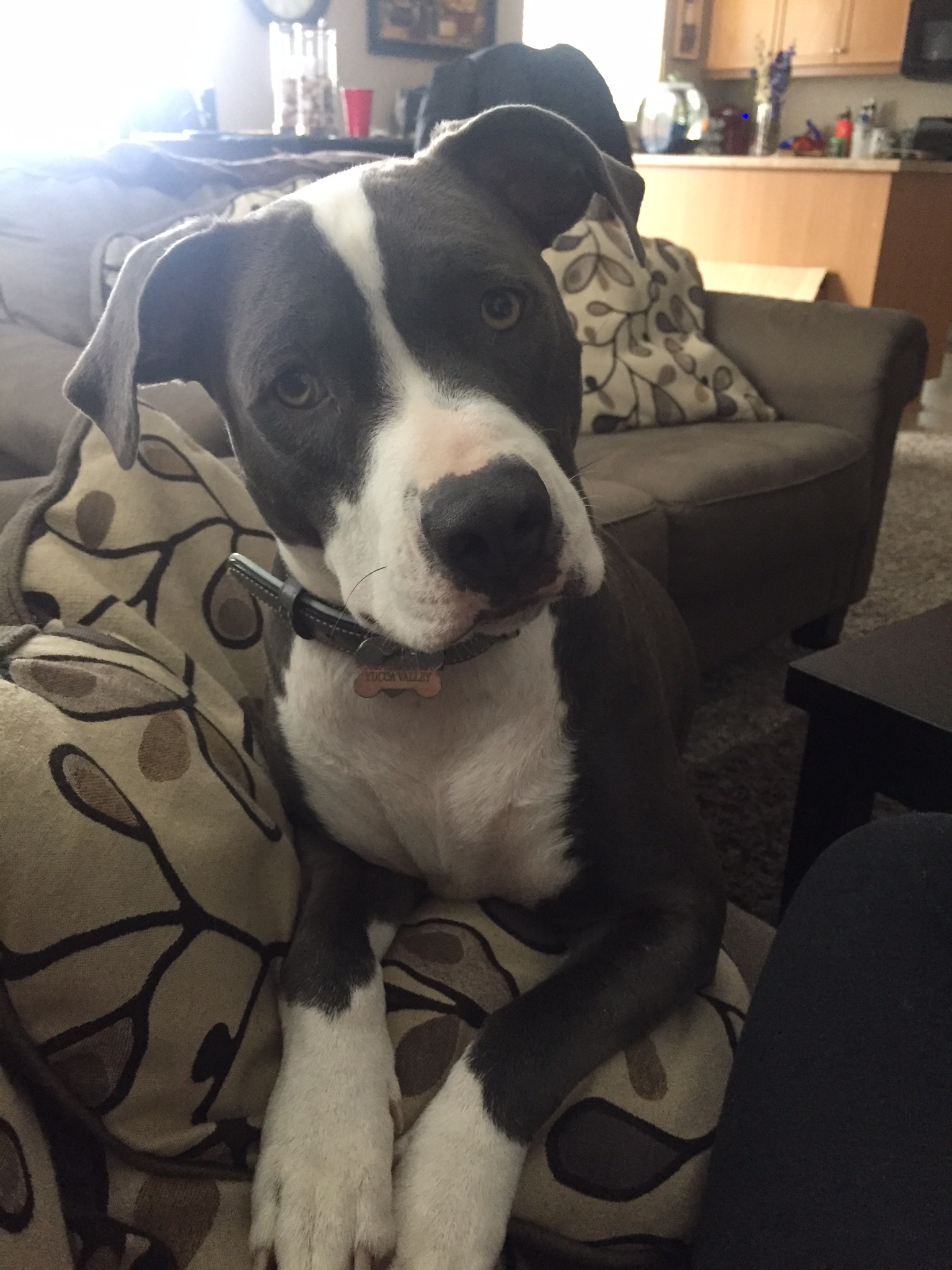 /lostandfound/images/lnfpets/original/21784_thumb_one.jpeg