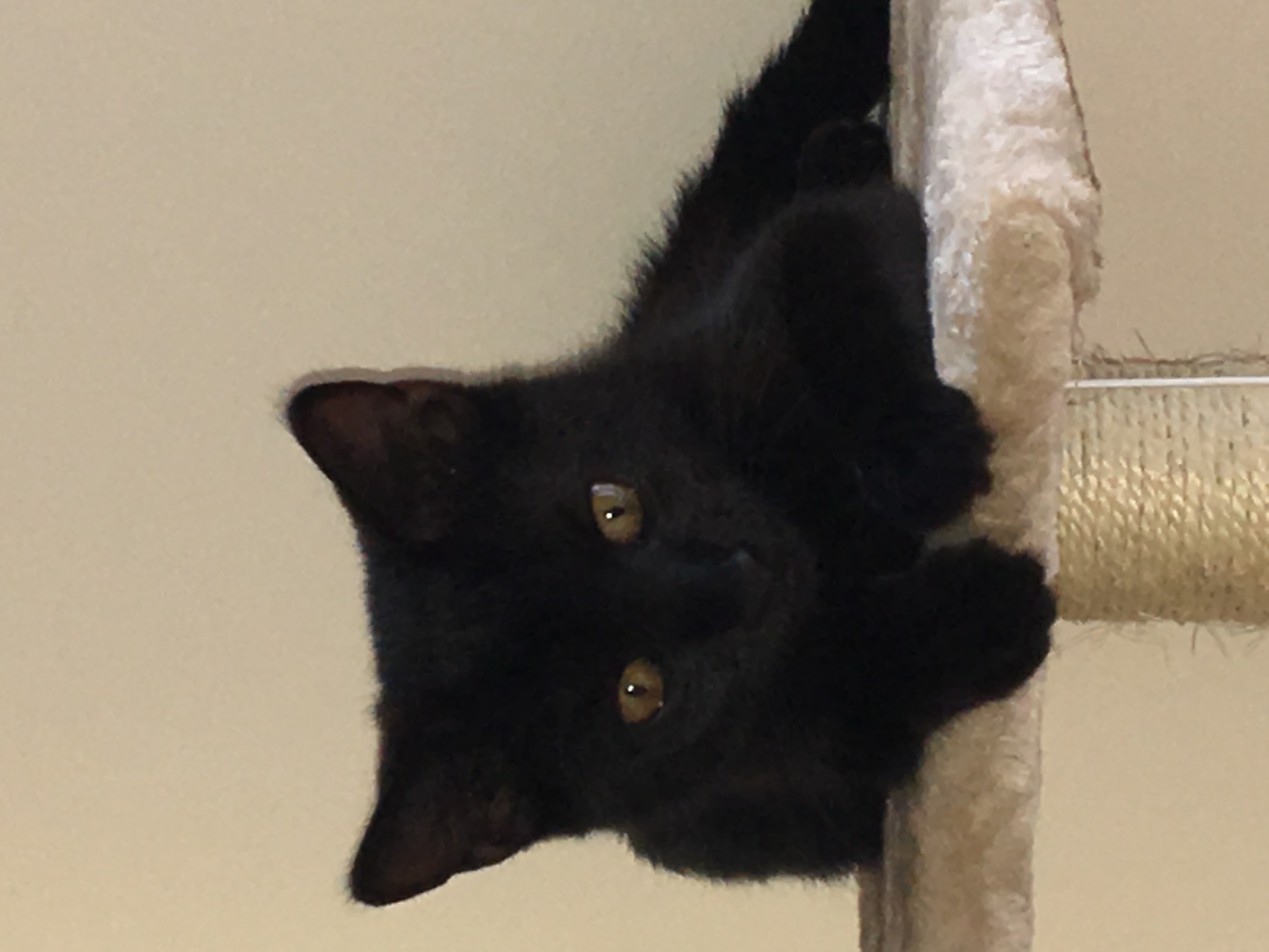 /lostandfound/images/lnfpets/original/21805_thumb_one.jpg
