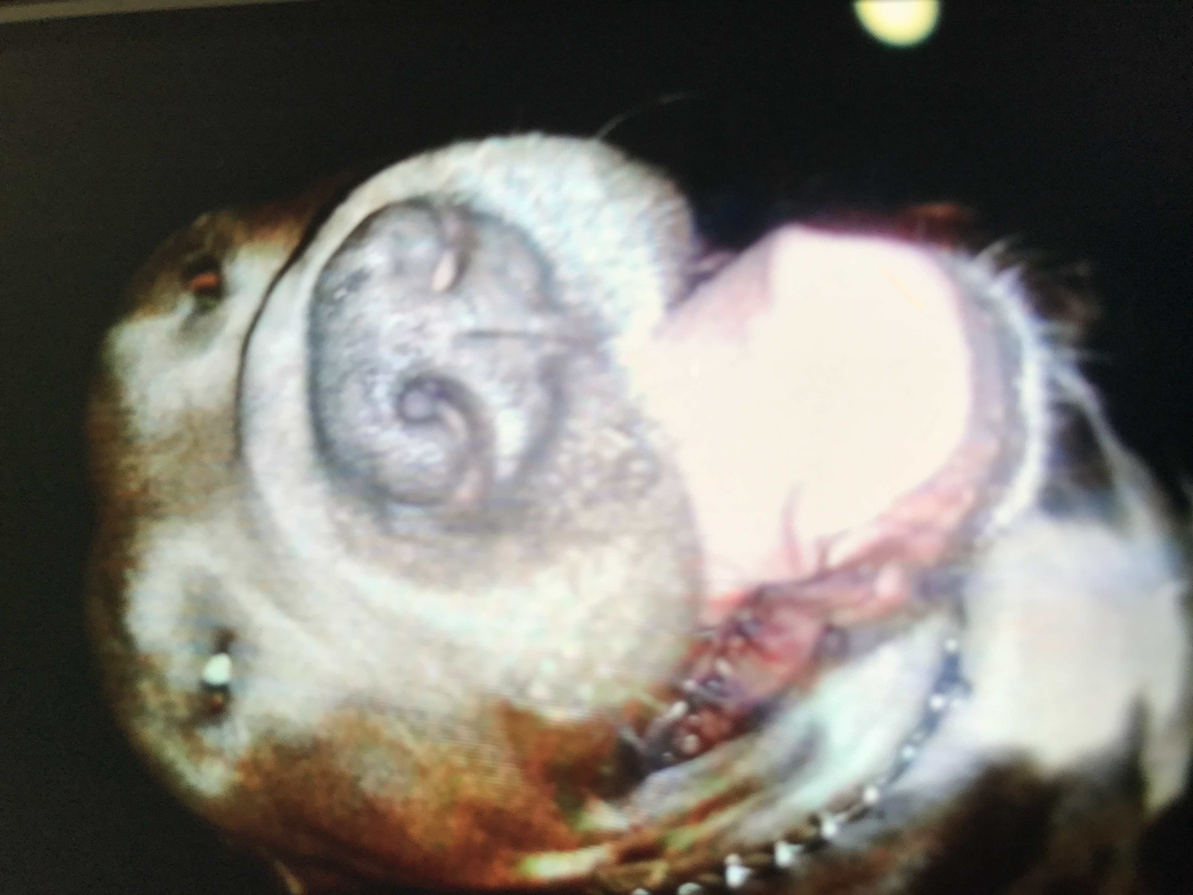 /lostandfound/images/lnfpets/original/21843_thumb_one.jpeg