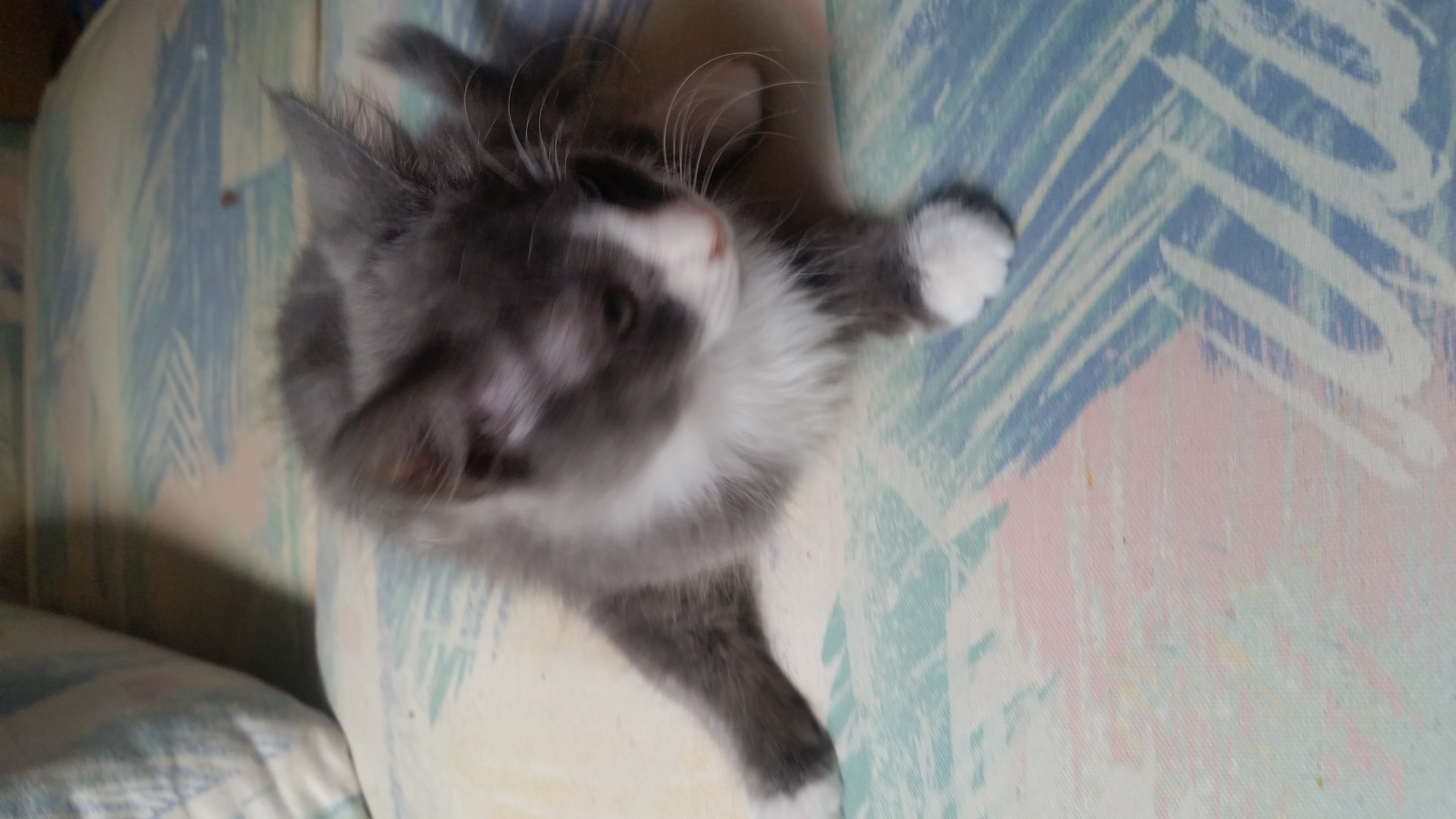 /lostandfound/images/lnfpets/original/21917_thumb_one.jpg