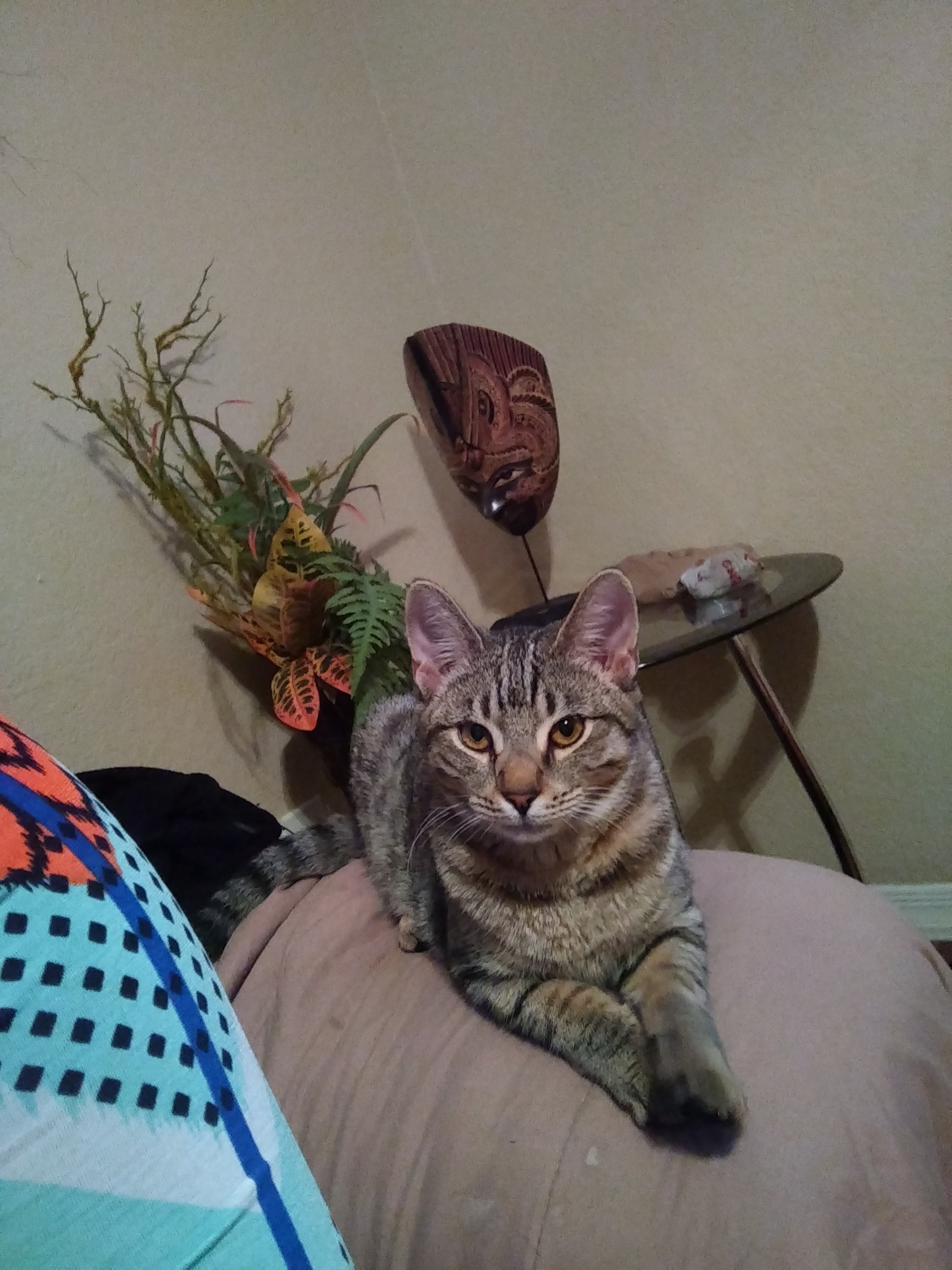/lostandfound/images/lnfpets/original/21921_thumb_one.jpg