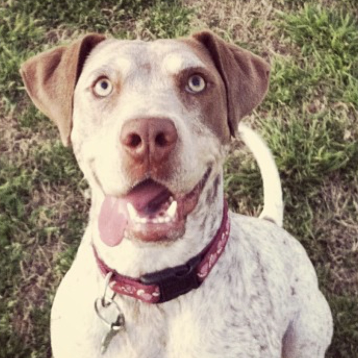 /lostandfound/images/lnfpets/original/21930_70012_315116B0-CFA0-4445-930C-4BD1B146E2AB.jpeg