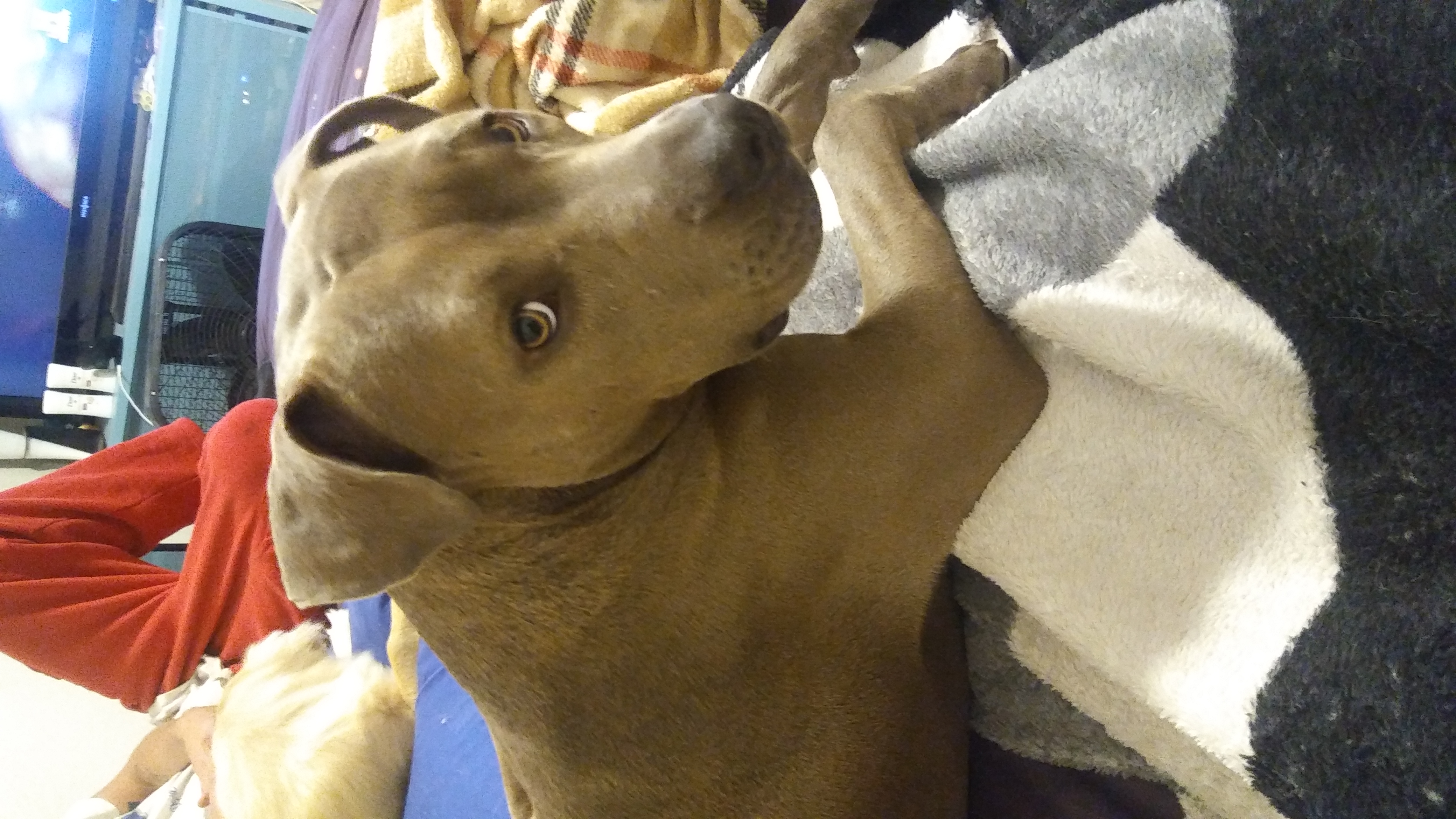 /lostandfound/images/lnfpets/original/21951_thumb_one.jpg