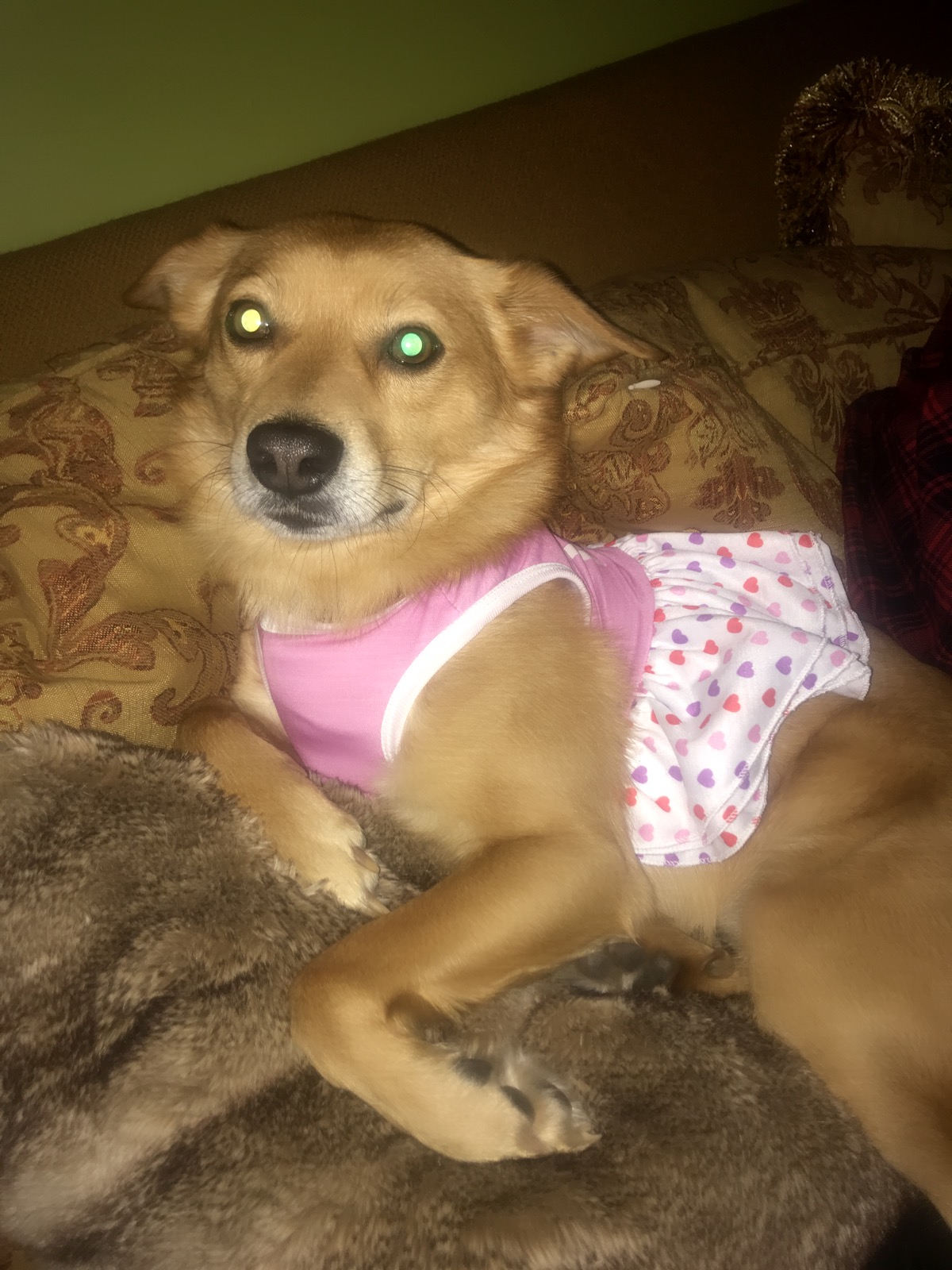 /lostandfound/images/lnfpets/original/22078_thumb_one.jpeg
