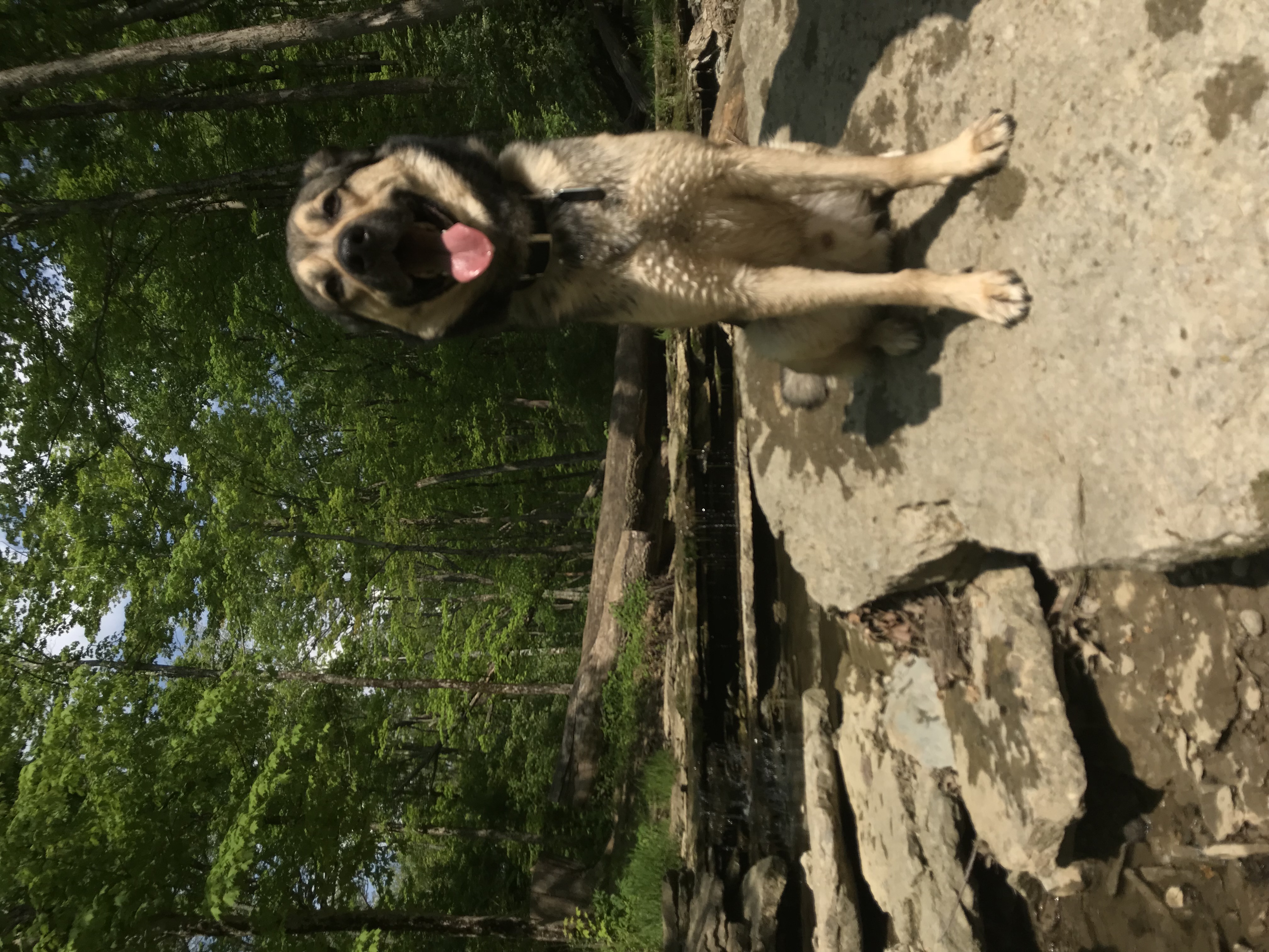 /lostandfound/images/lnfpets/original/22086_thumb_one.jpeg