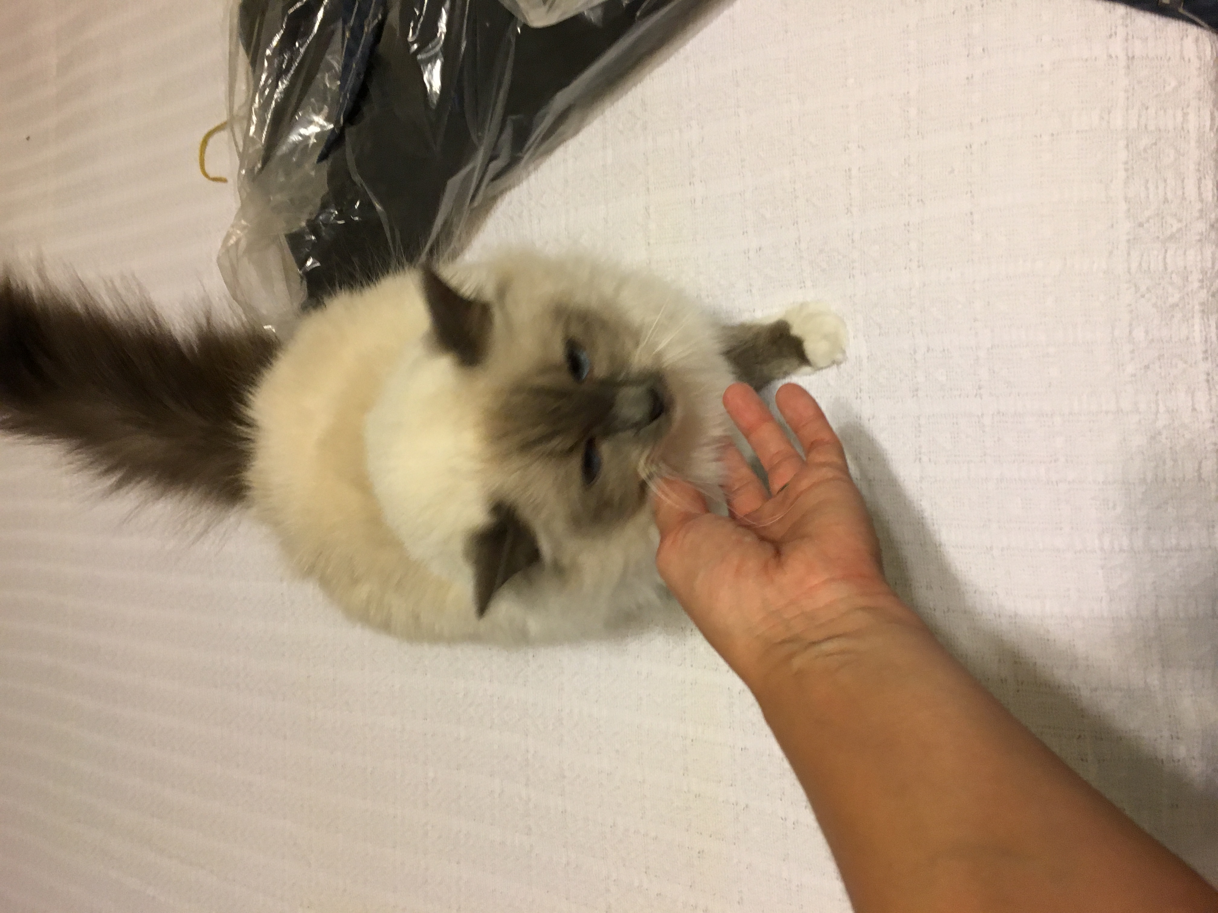 /lostandfound/images/lnfpets/original/22130_thumb_one.jpeg