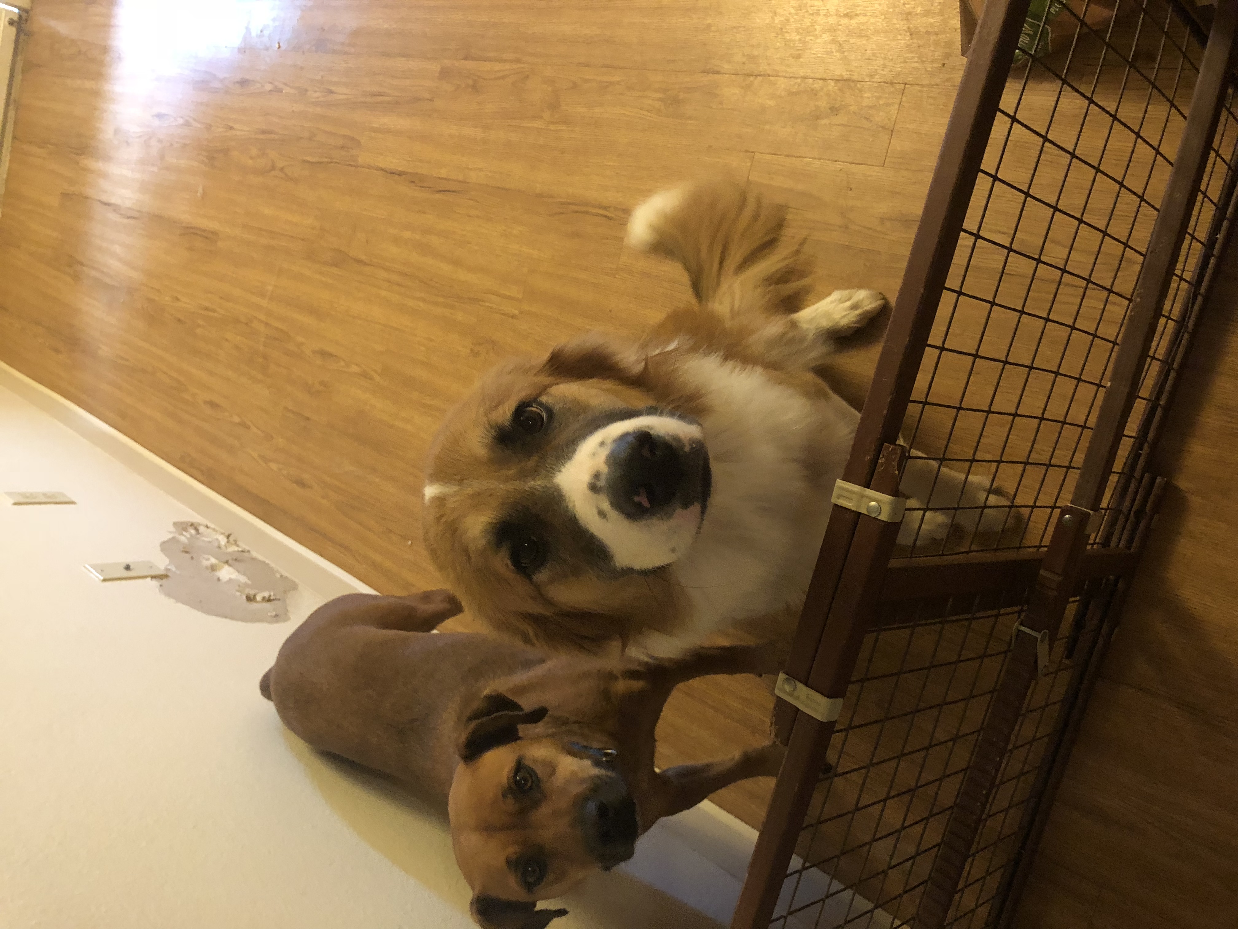 /lostandfound/images/lnfpets/original/22142_thumb_one.jpeg