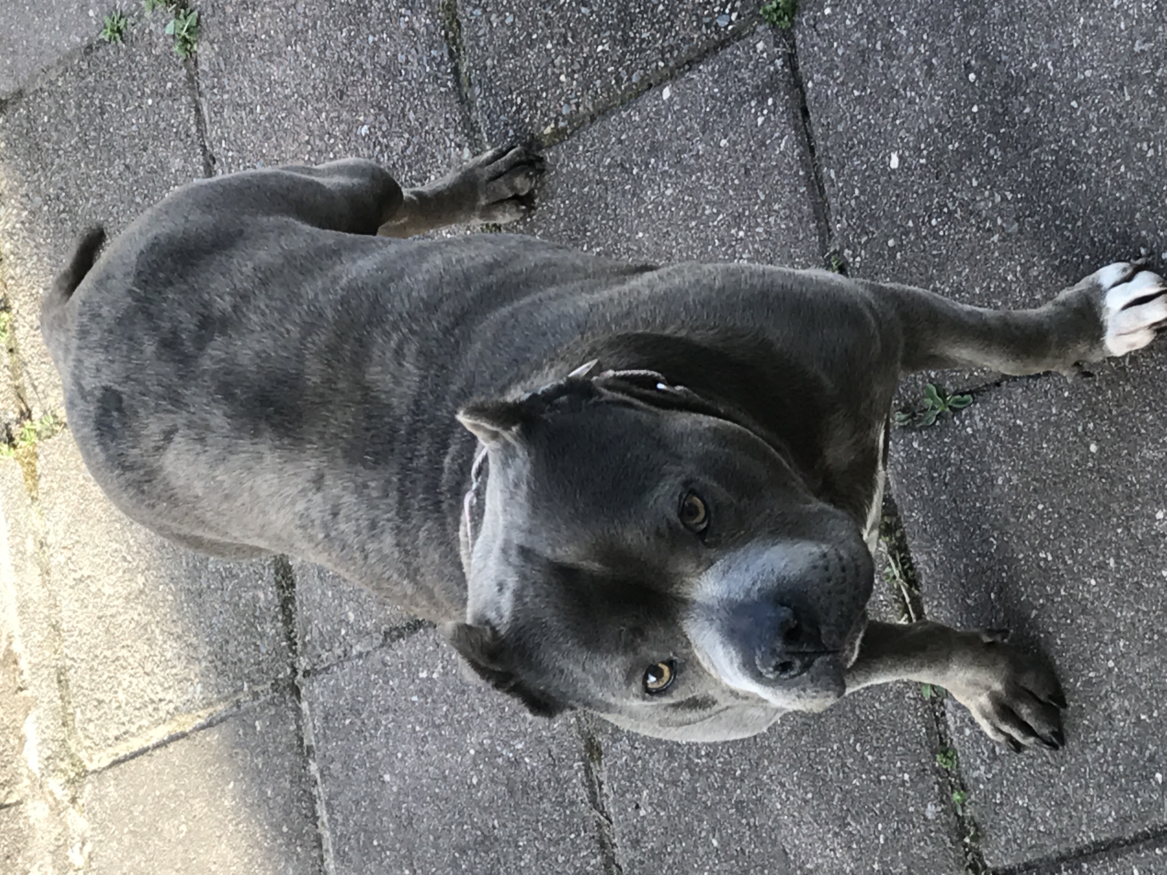 /lostandfound/images/lnfpets/original/22283_thumb_one.jpeg