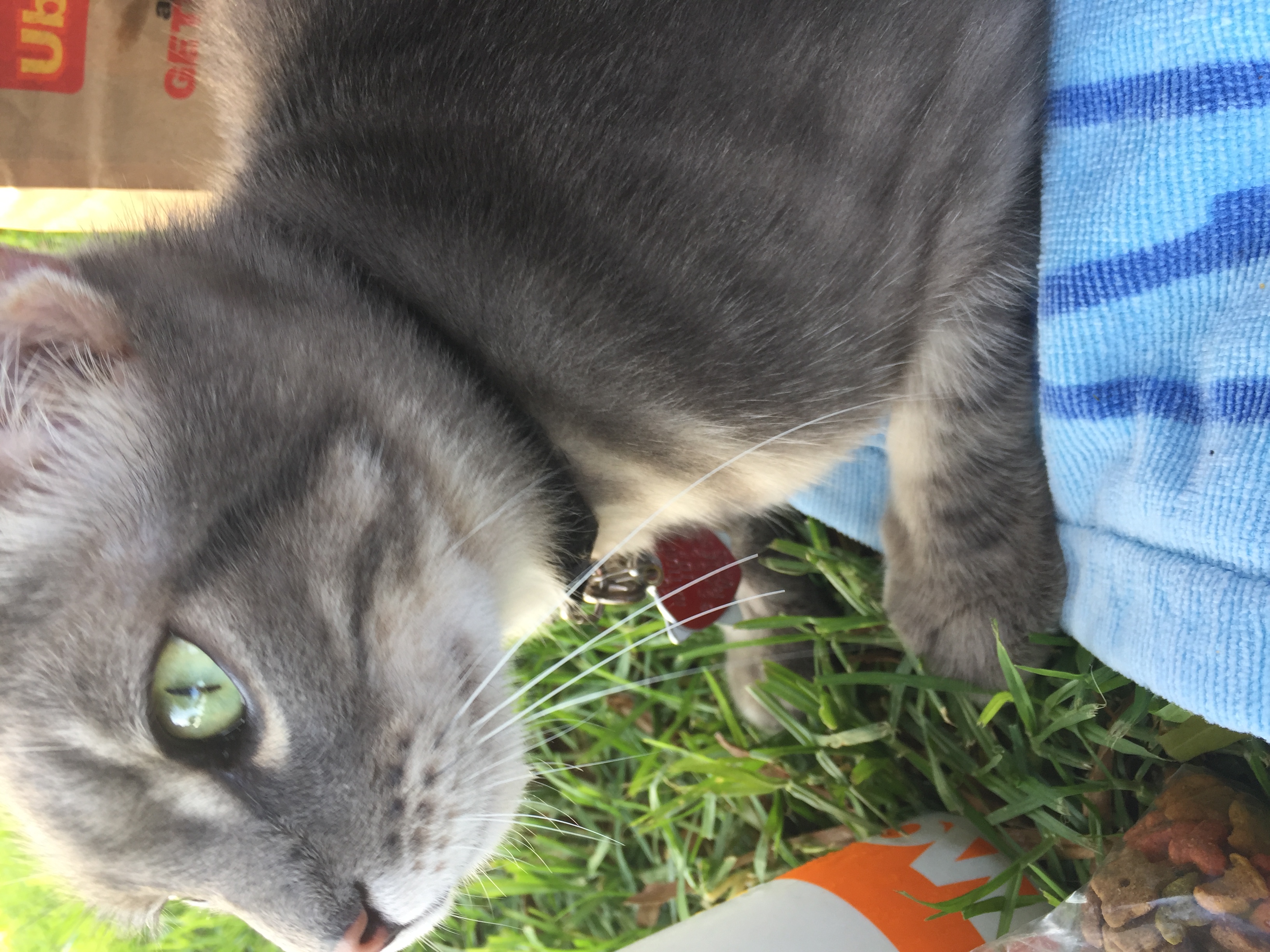 /lostandfound/images/lnfpets/original/22300_thumb_one.jpeg