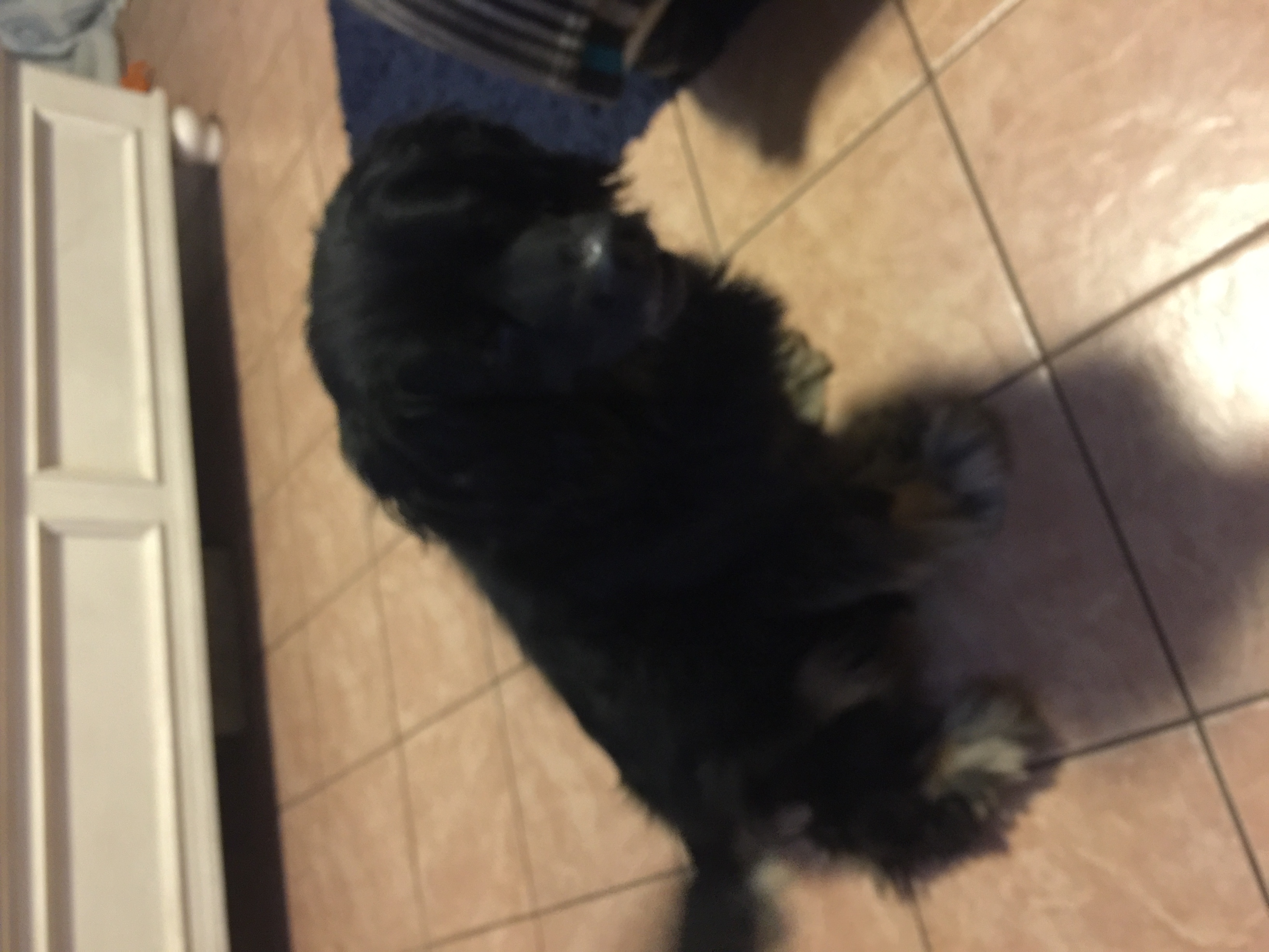 /lostandfound/images/lnfpets/original/22331_thumb_one.jpeg