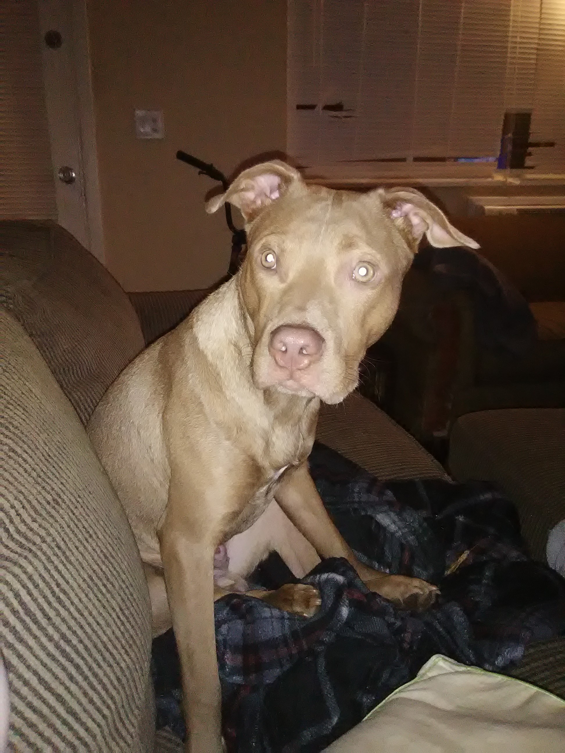 /lostandfound/images/lnfpets/original/22339_thumb_one.jpg