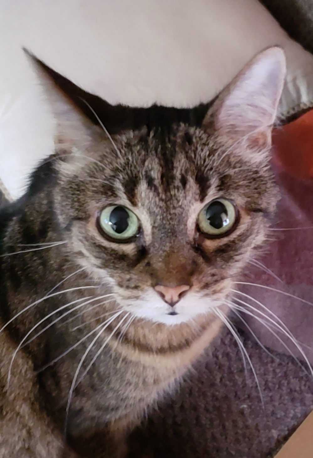 /lostandfound/images/lnfpets/original/22399_18435_20180906_080443.jpg