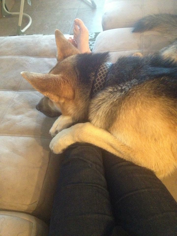 /lostandfound/images/lnfpets/original/22439_thumb_one.jpeg