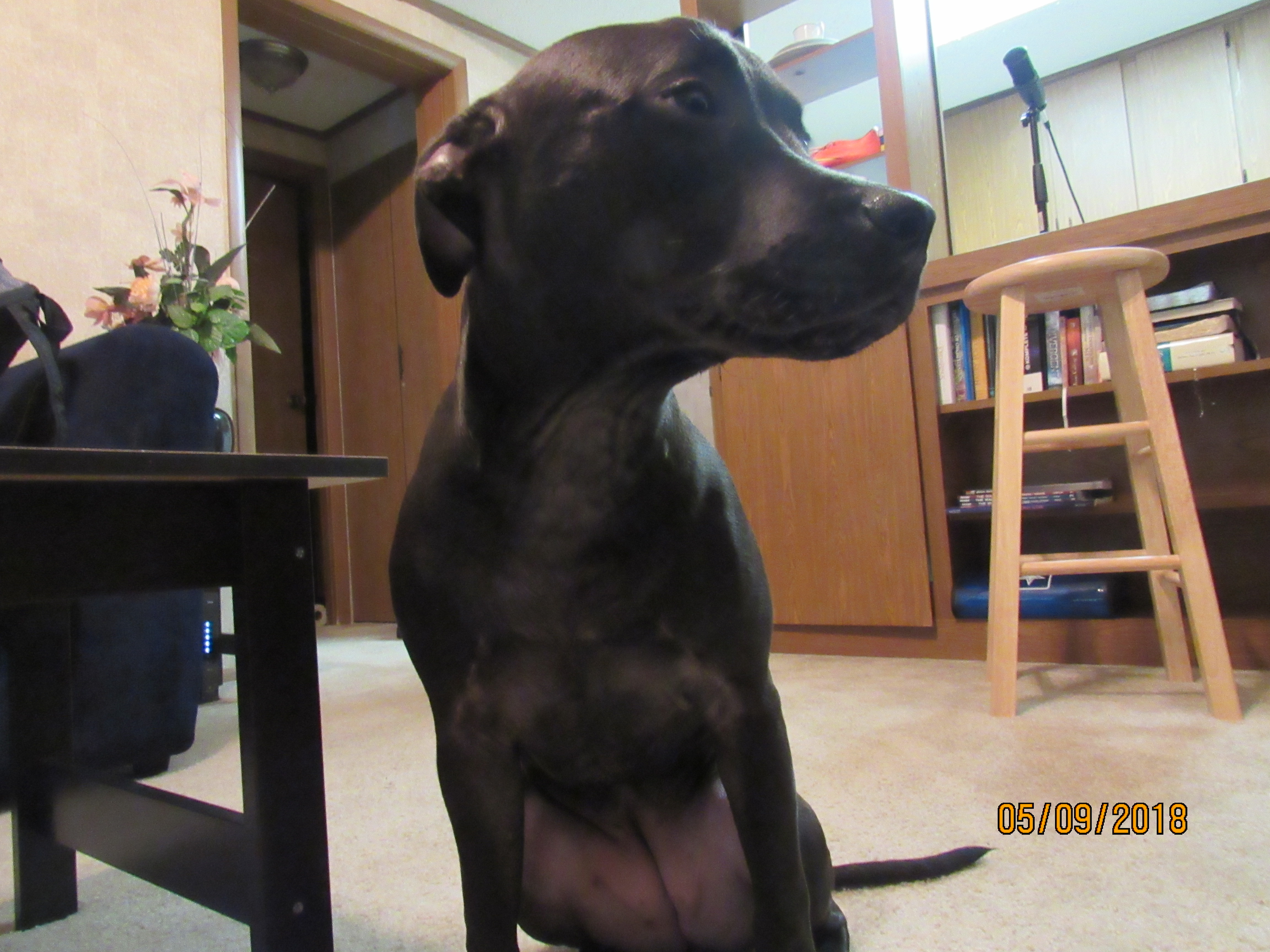 /lostandfound/images/lnfpets/original/22452_thumb_one.jpg