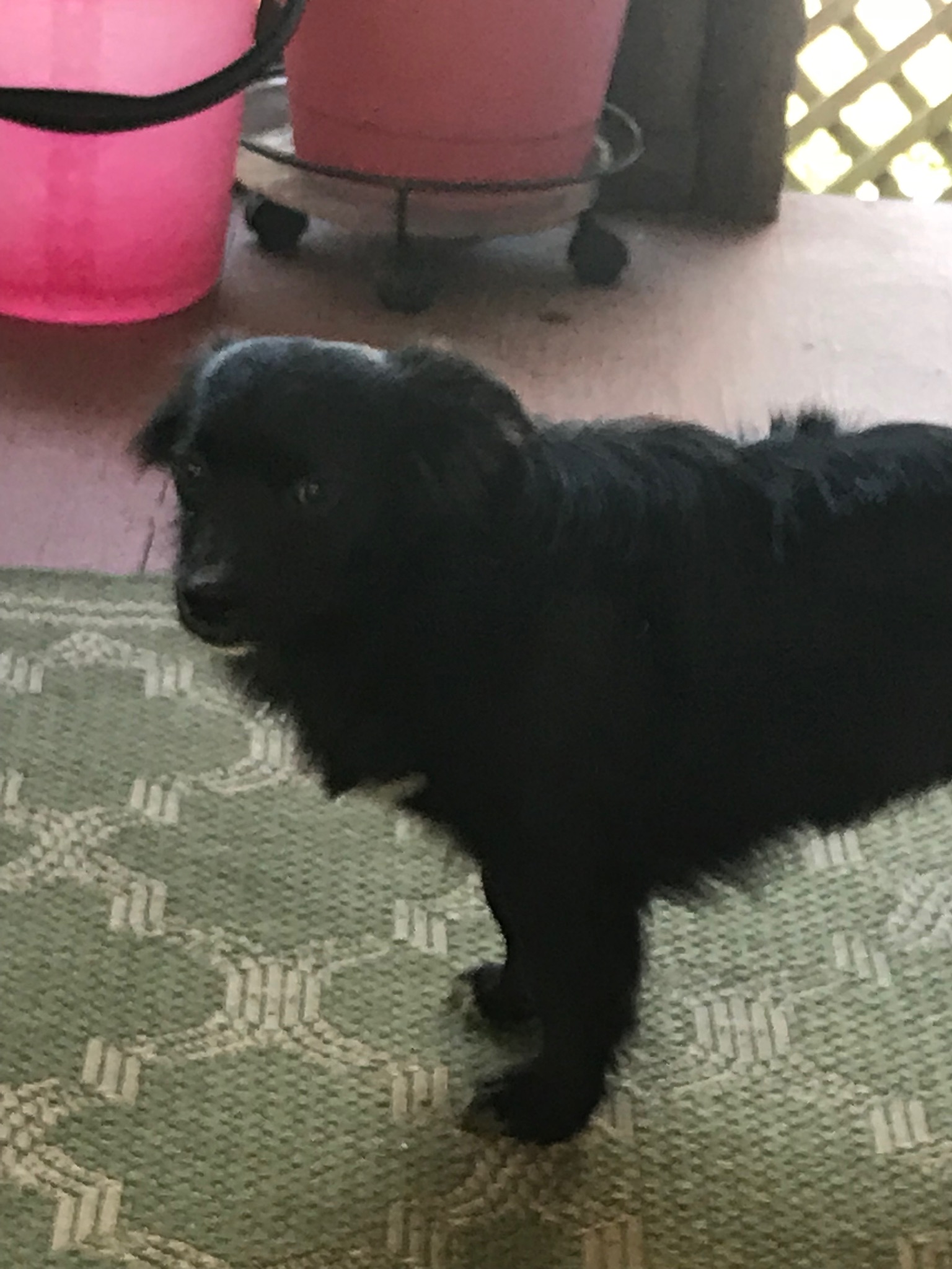 /lostandfound/images/lnfpets/original/22453_thumb_one.jpeg