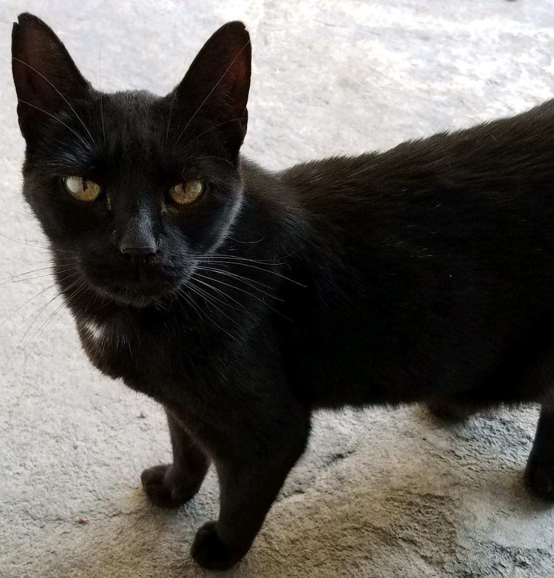 /lostandfound/images/lnfpets/original/22467_60721_Spooky_crop.jpg