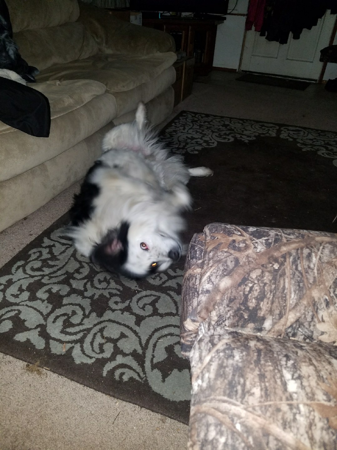 /lostandfound/images/lnfpets/original/22514_thumb_one.jpeg