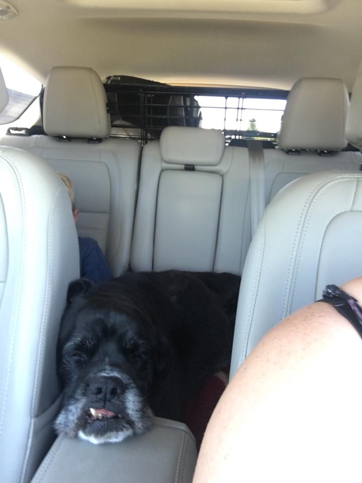 /lostandfound/images/lnfpets/original/22535_thumb_one.jpg