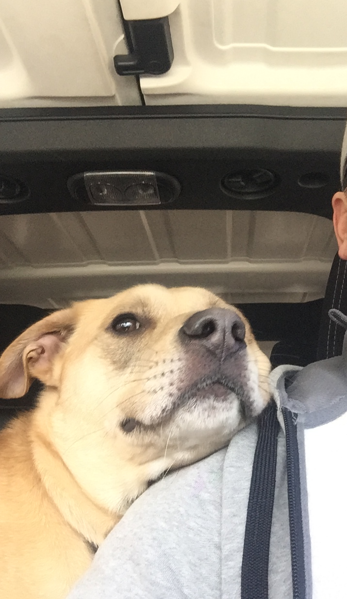 /lostandfound/images/lnfpets/original/22539_thumb_one.png