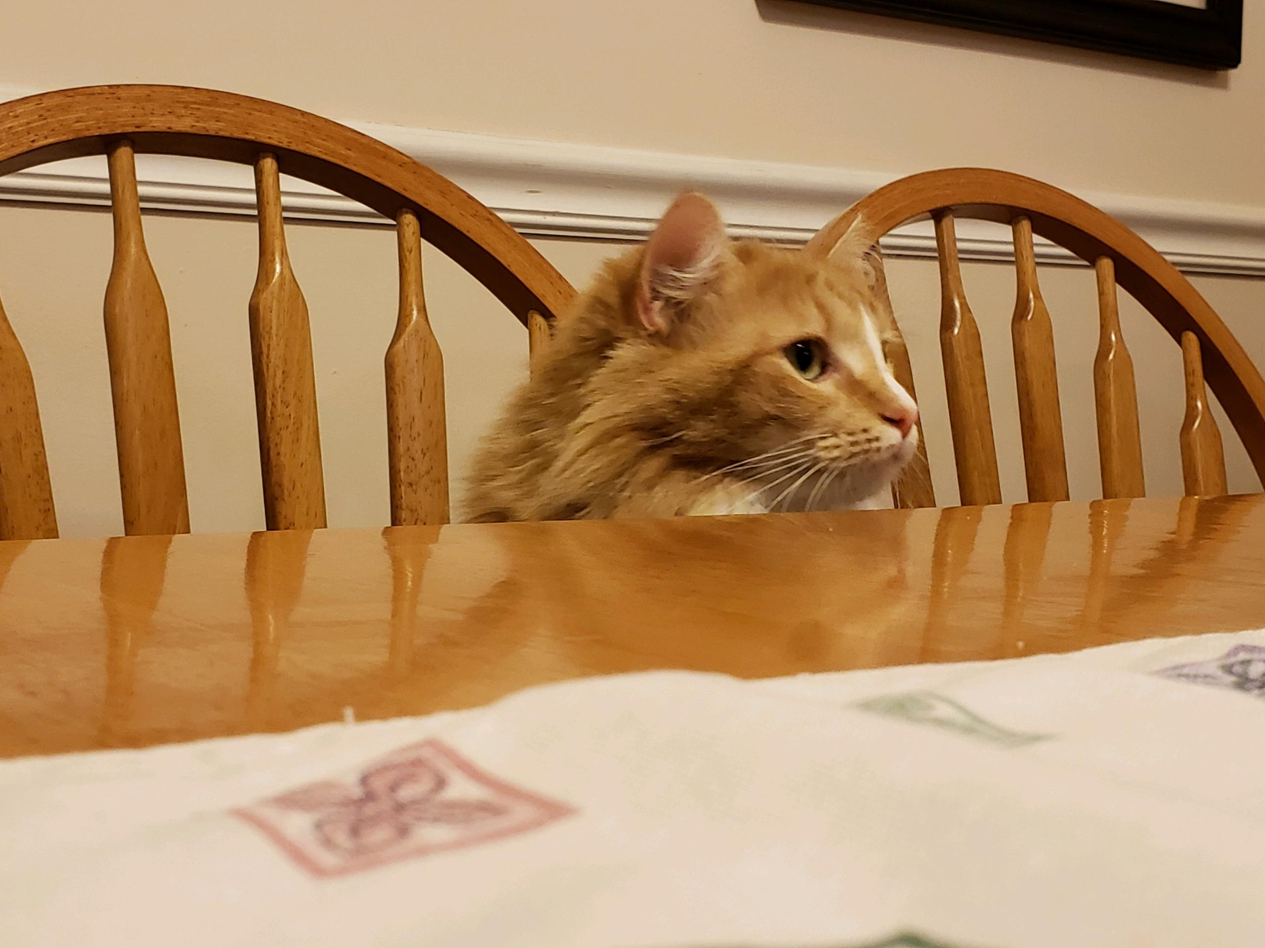 /lostandfound/images/lnfpets/original/22656_thumb_one.jpeg