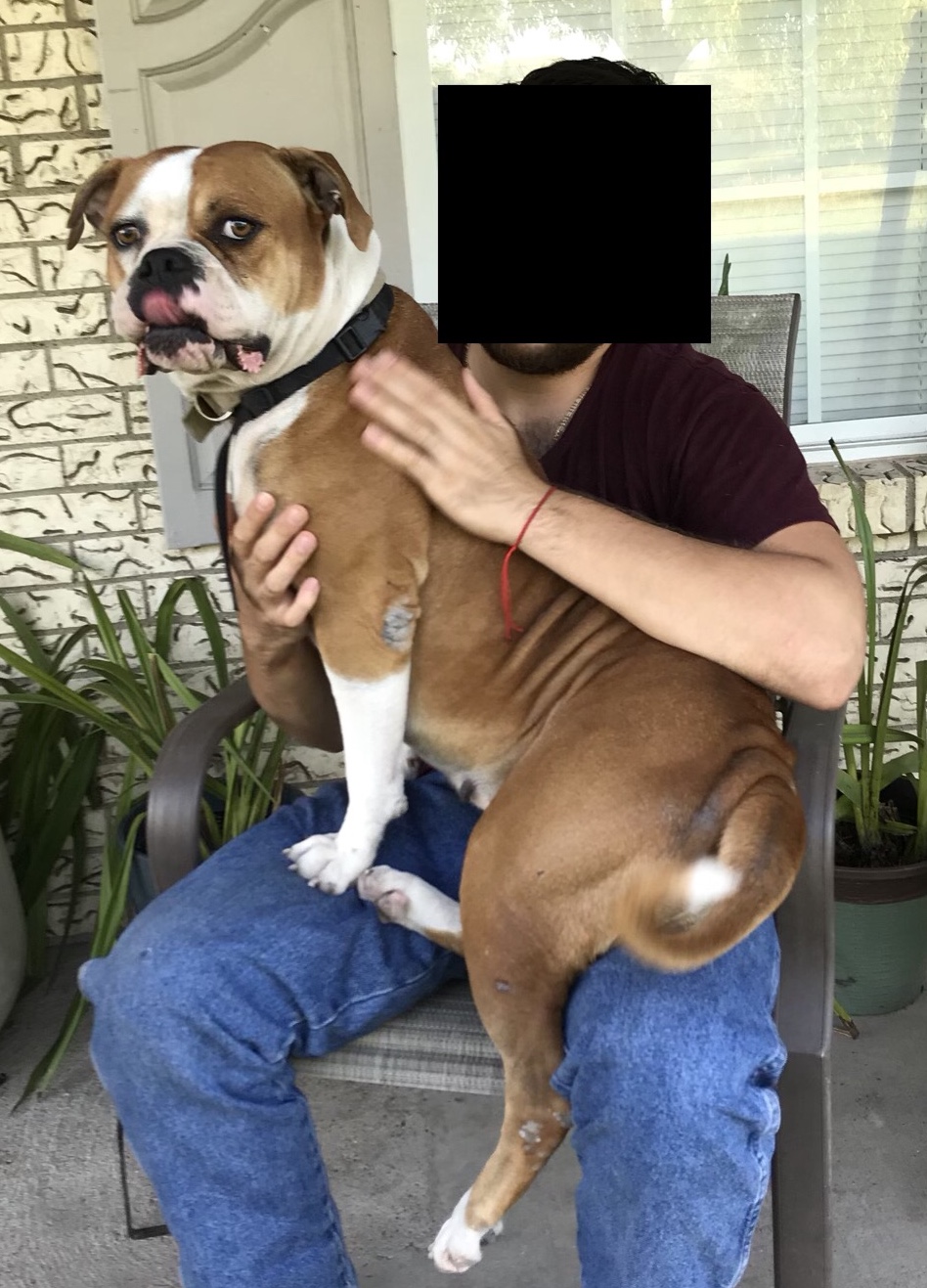 /lostandfound/images/lnfpets/original/22685_thumb_one.jpeg
