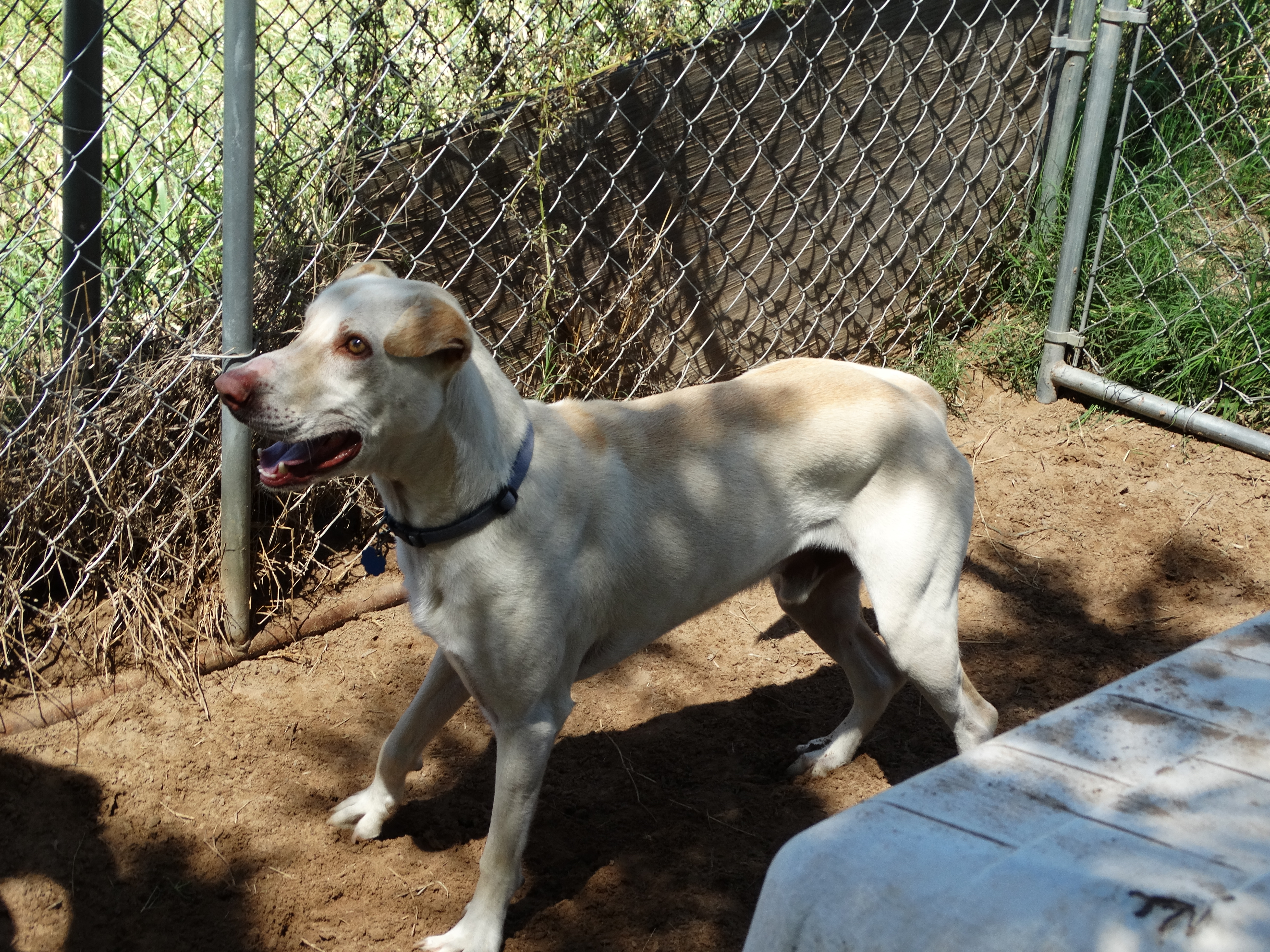 /lostandfound/images/lnfpets/original/22758_thumb_one.jpg