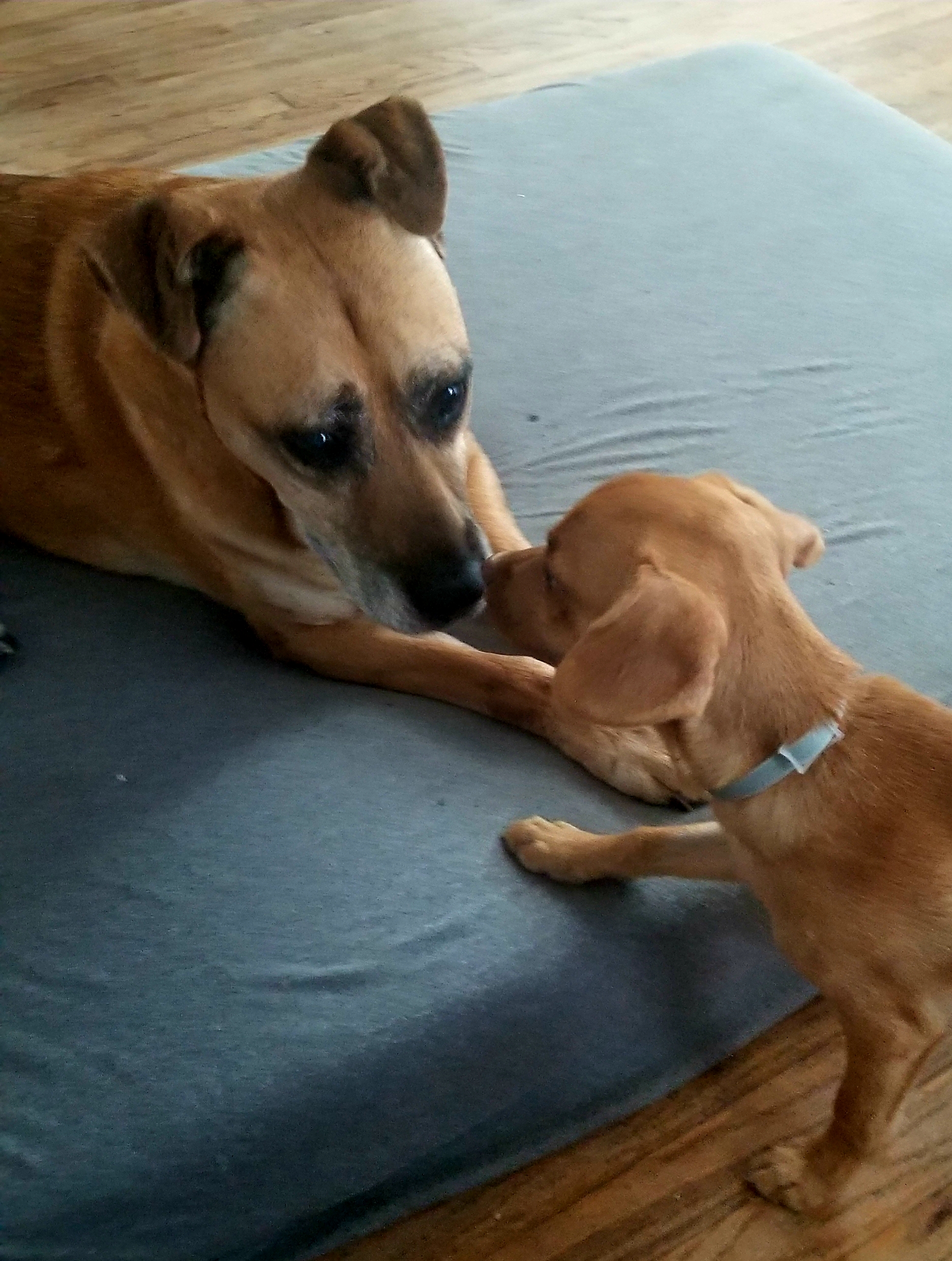 /lostandfound/images/lnfpets/original/22795_thumb_one.jpg