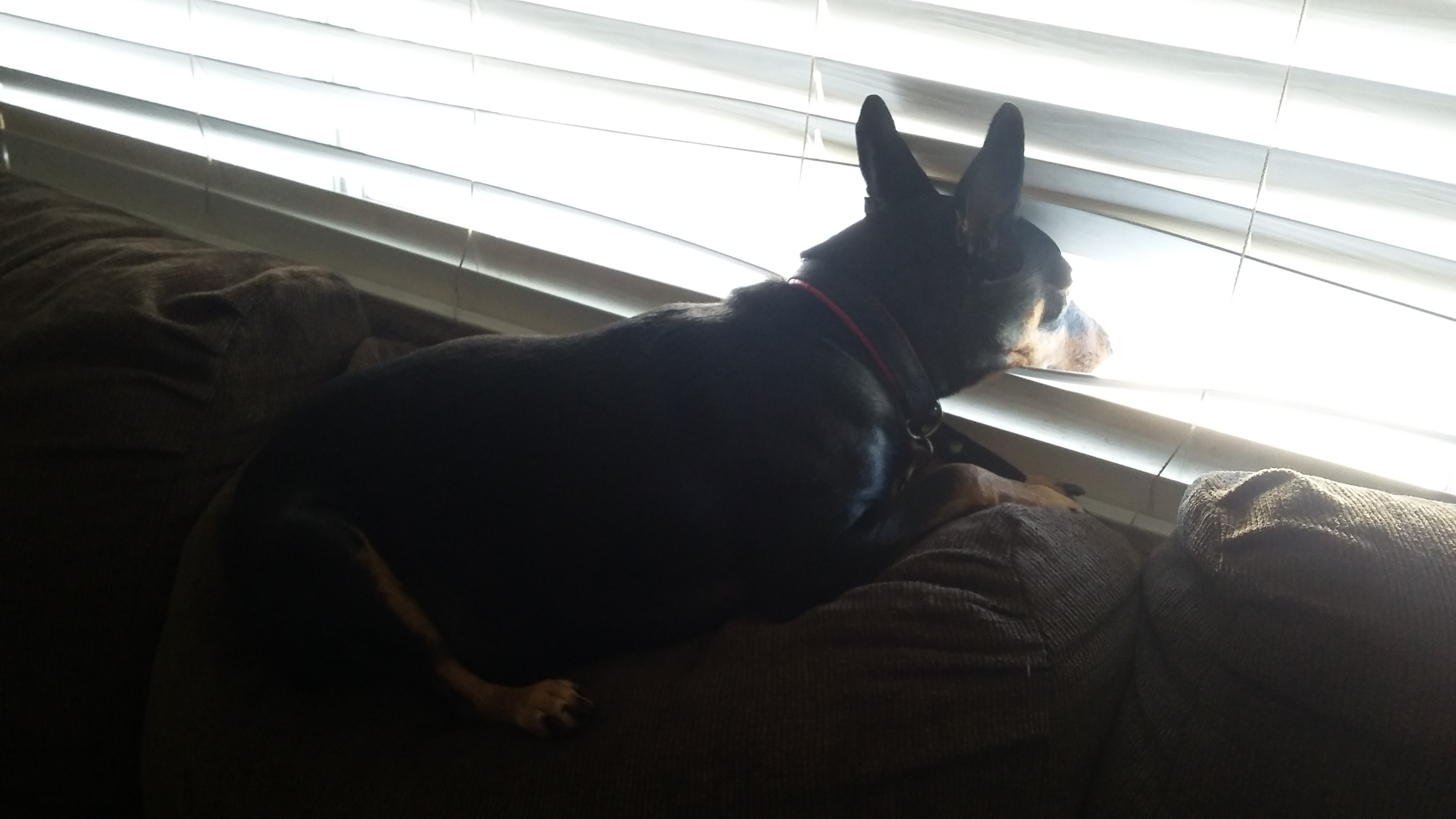 /lostandfound/images/lnfpets/original/22931_thumb_one.jpeg