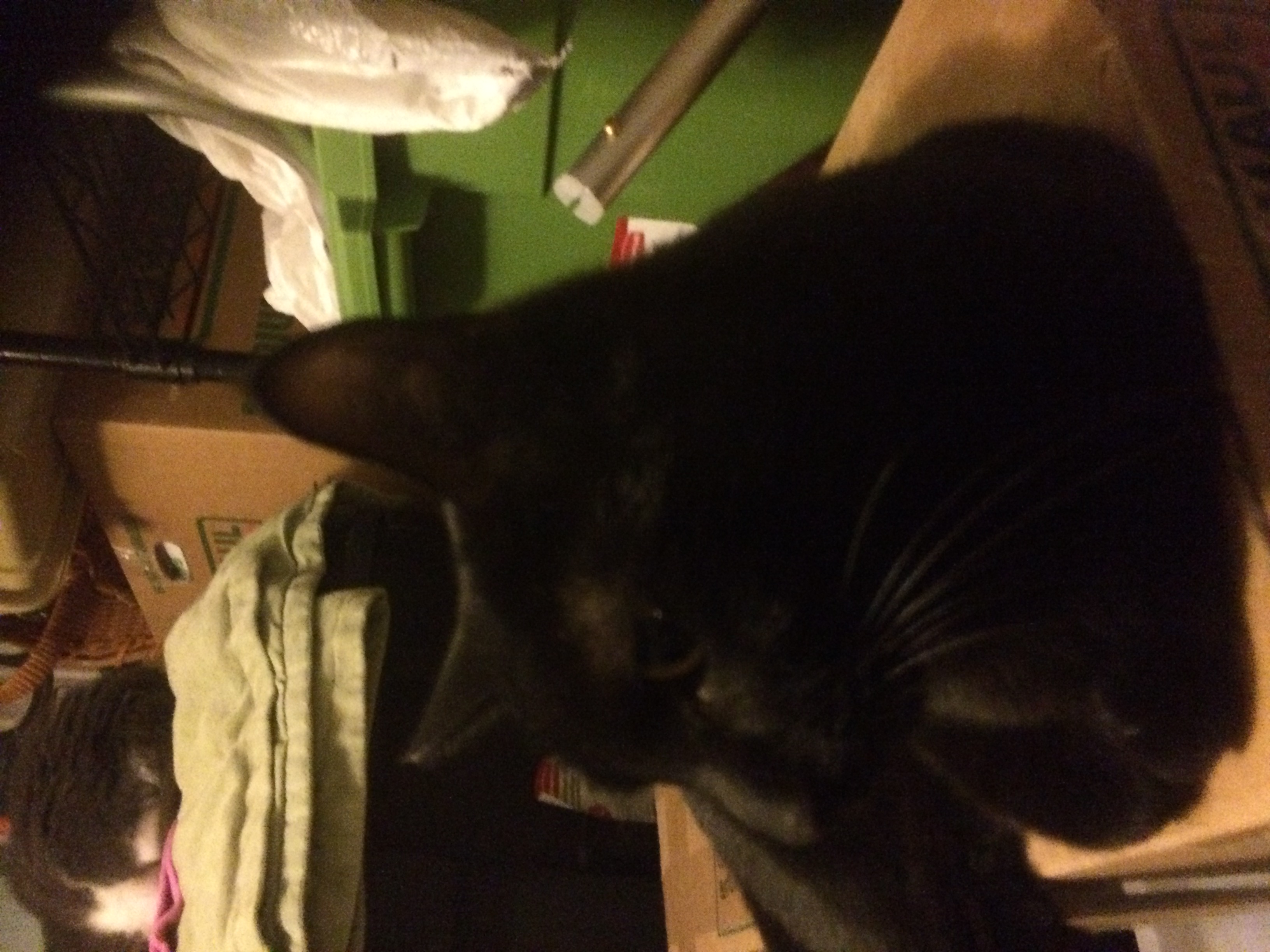 /lostandfound/images/lnfpets/original/22954_32145_559A9F2C-10C6-4871-875E-29C737E6B842.jpeg