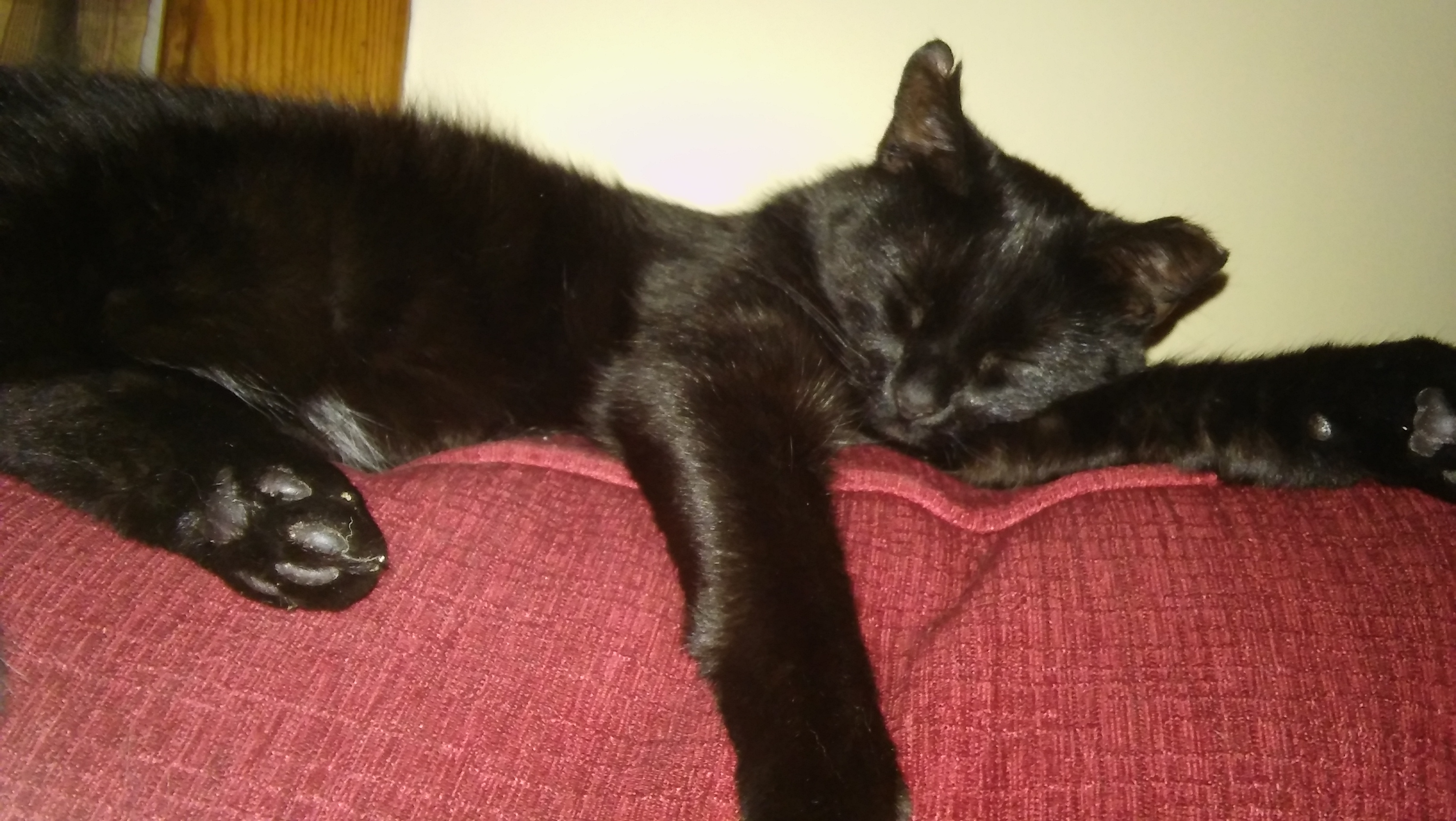 /lostandfound/images/lnfpets/original/22957_37230_20180528_030727.jpg