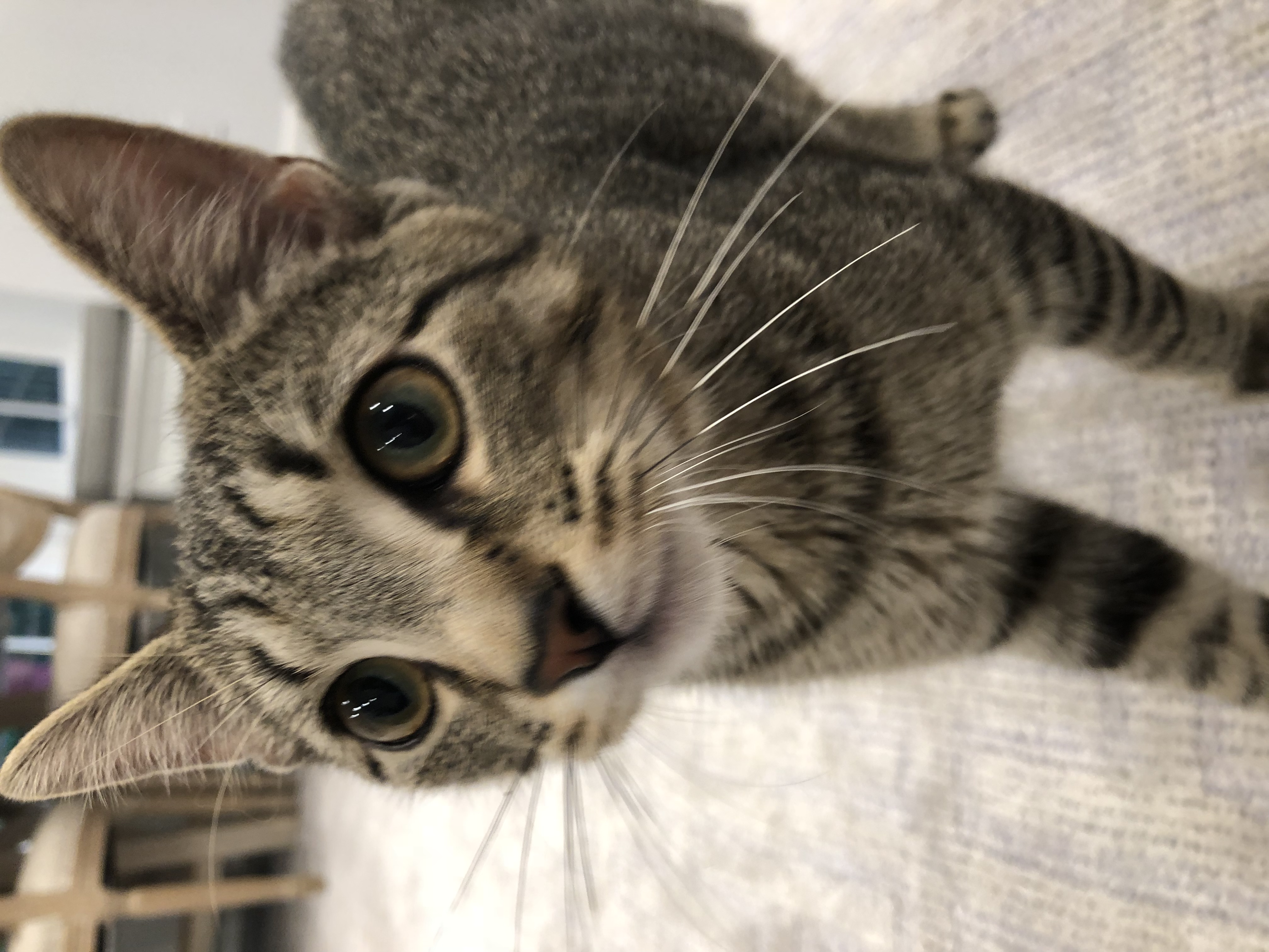 /lostandfound/images/lnfpets/original/22971_thumb_one.jpeg