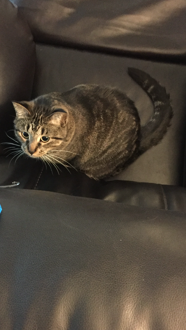 /lostandfound/images/lnfpets/original/23009_thumb_one.png