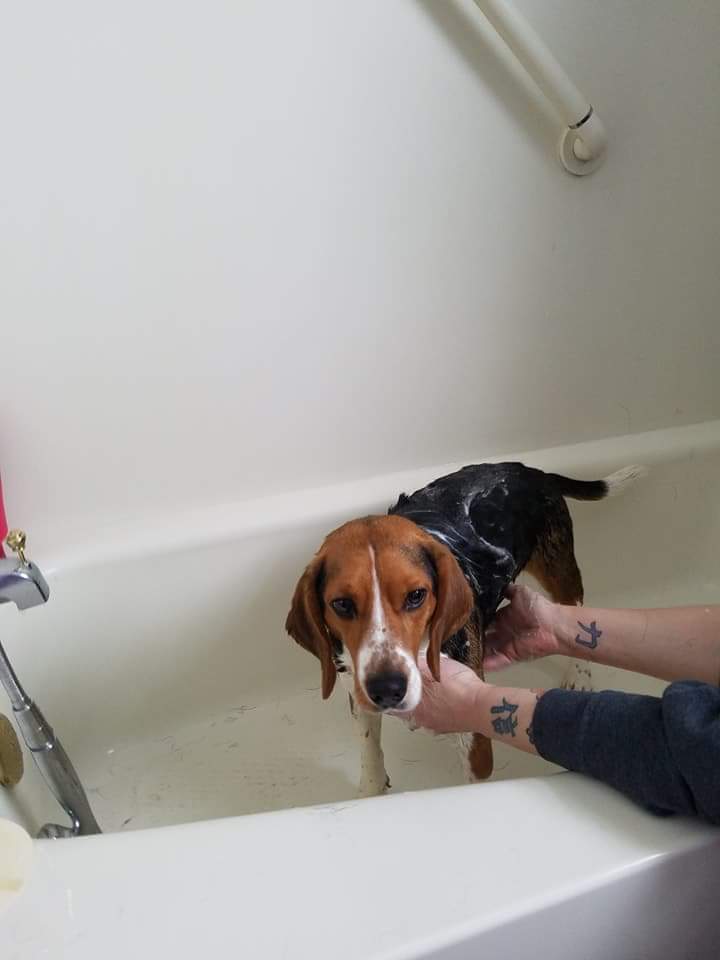 /lostandfound/images/lnfpets/original/23021_64901_FB_IMG_1536591265866.jpg