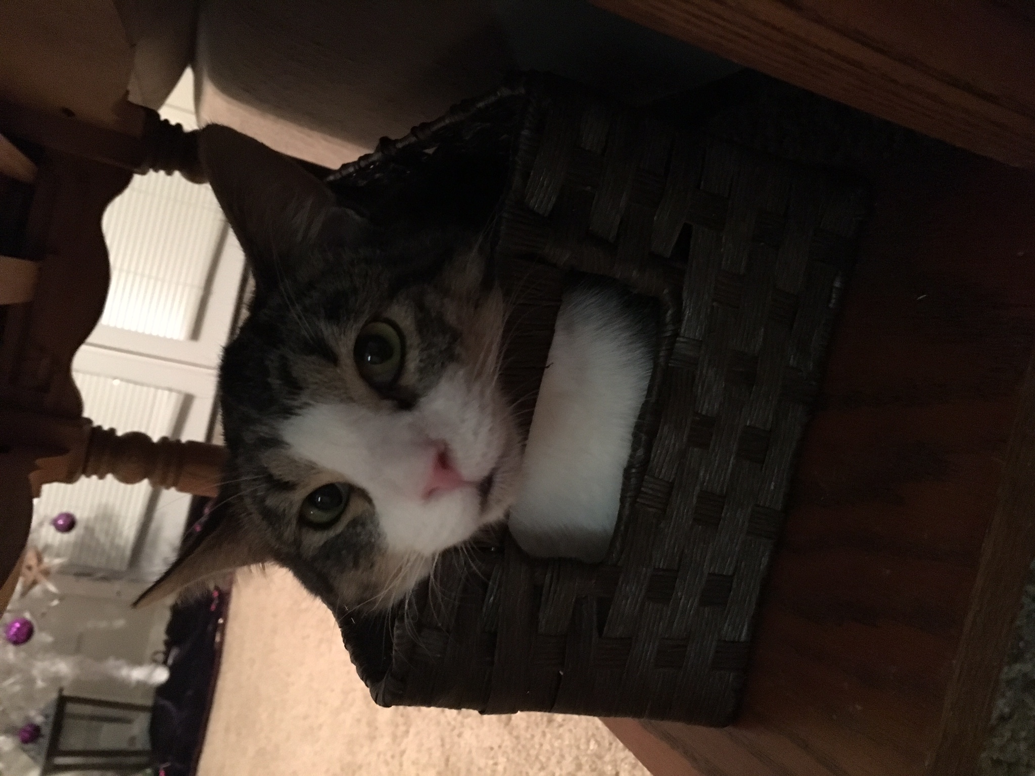 /lostandfound/images/lnfpets/original/23099_thumb_one.jpeg