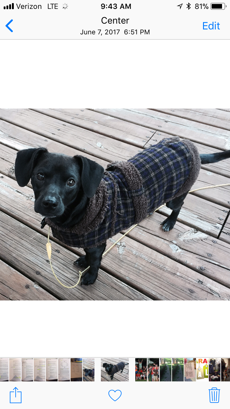 /lostandfound/images/lnfpets/original/23135_thumb_one.png