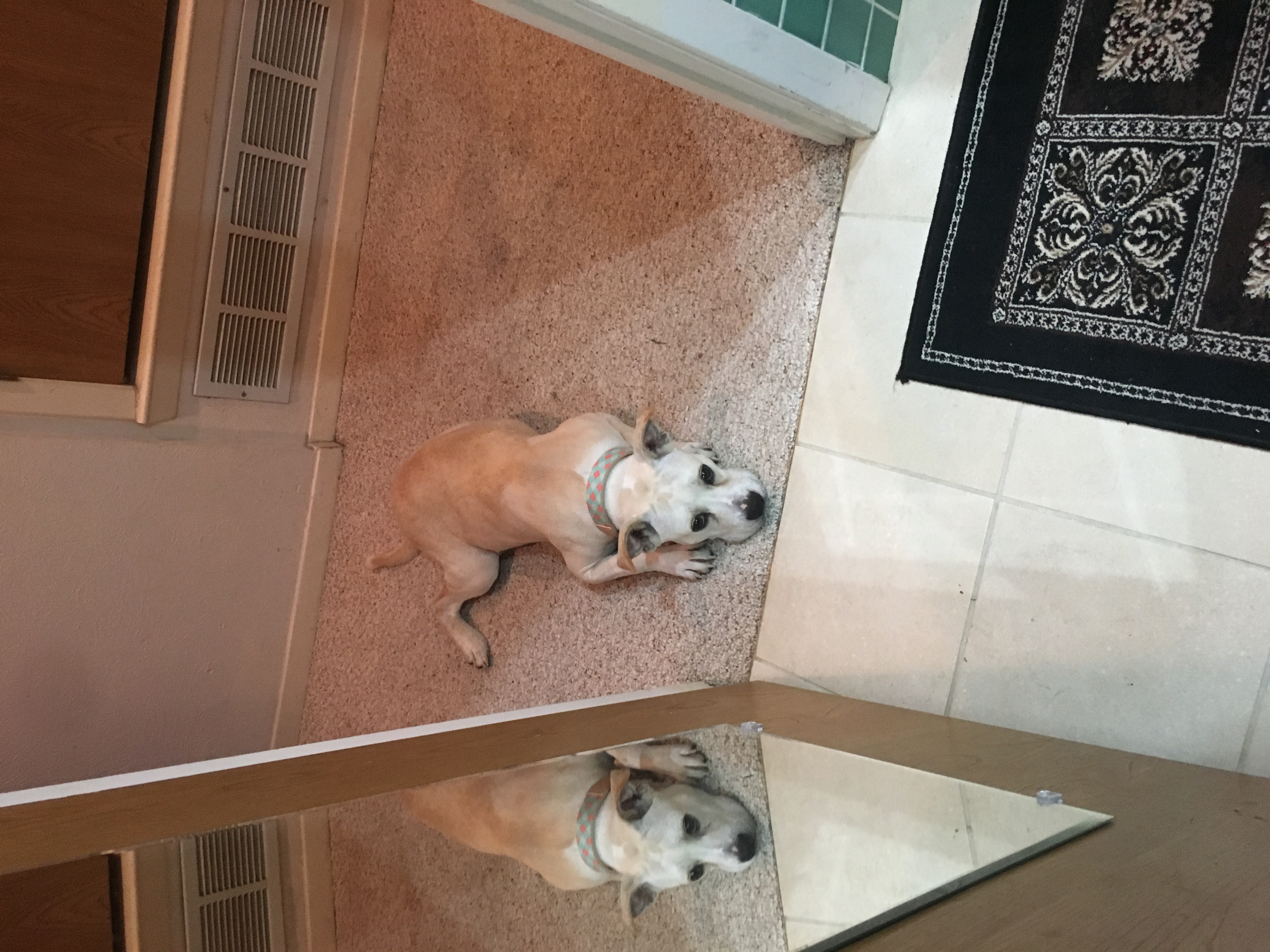 /lostandfound/images/lnfpets/original/23171_thumb_one.jpeg